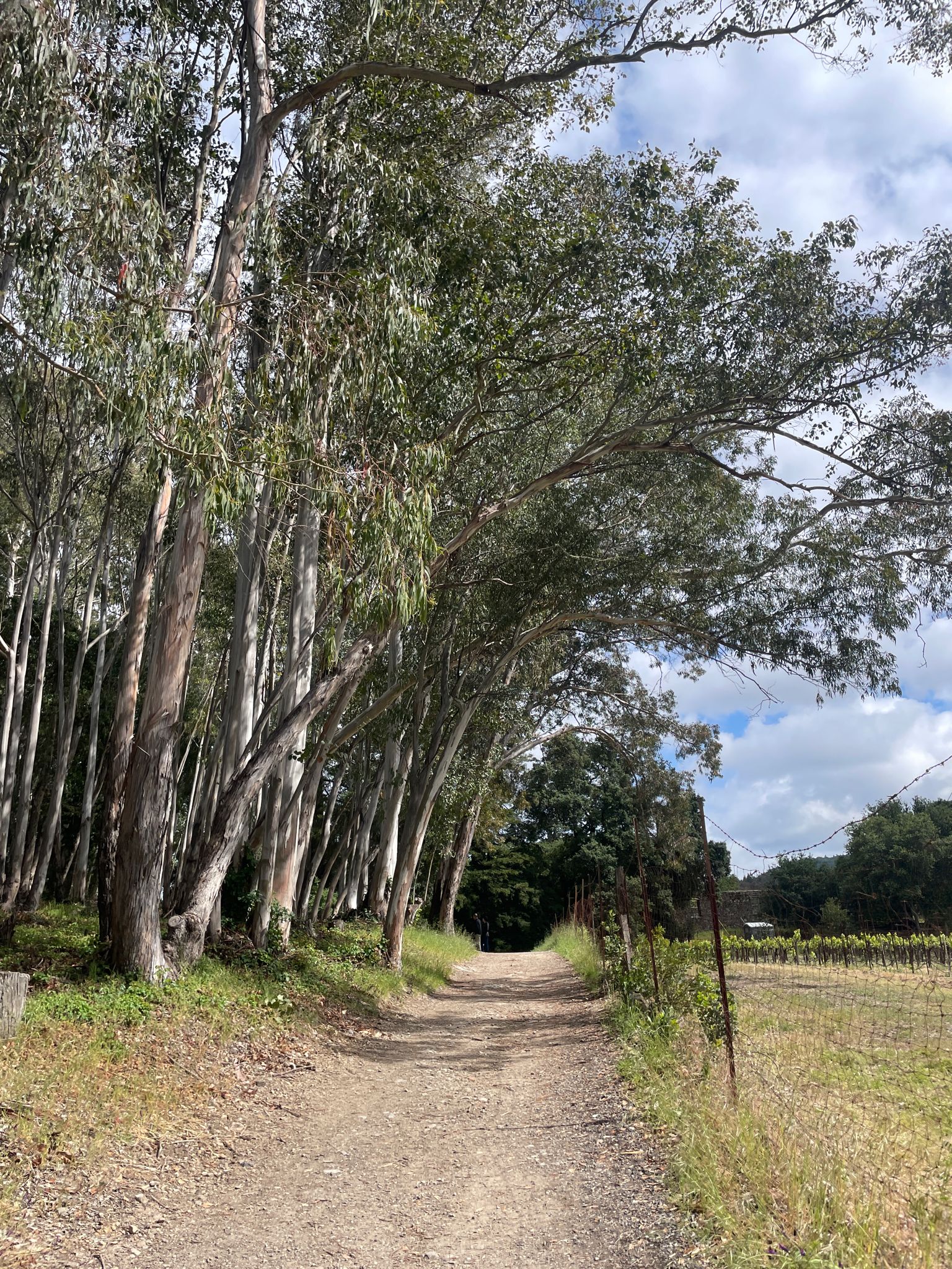 A dirt path winds beside tall trees and a grassy field under a cloudy sky. - Mountain, Sonoma Ridge, Coon Trap and Vineyard Loop