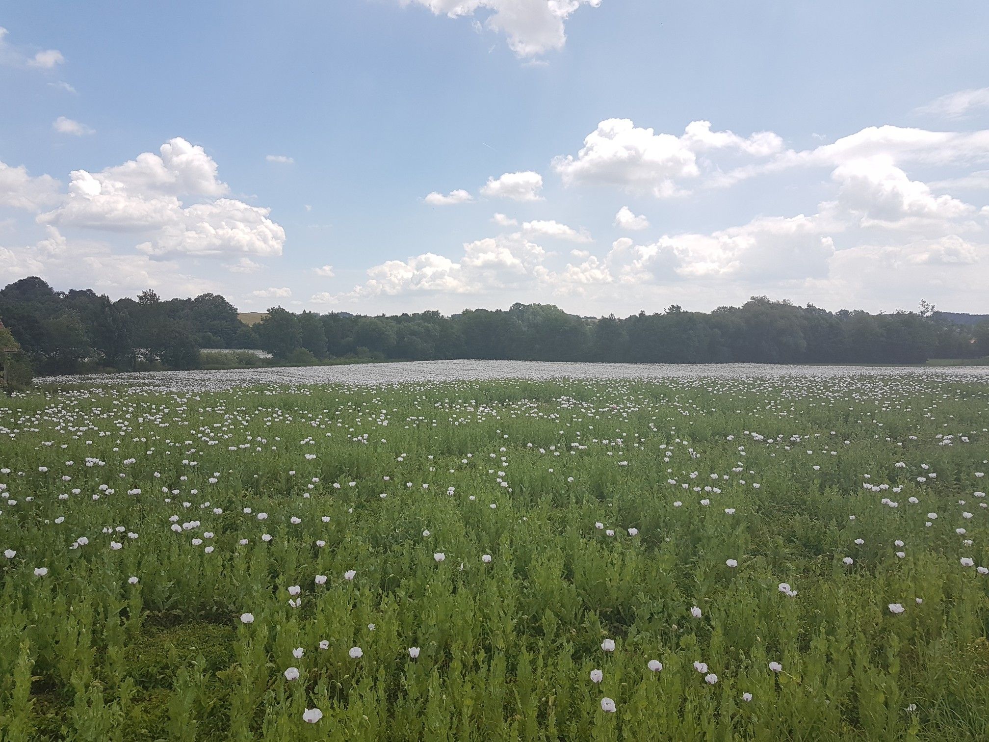 Mohnfeld