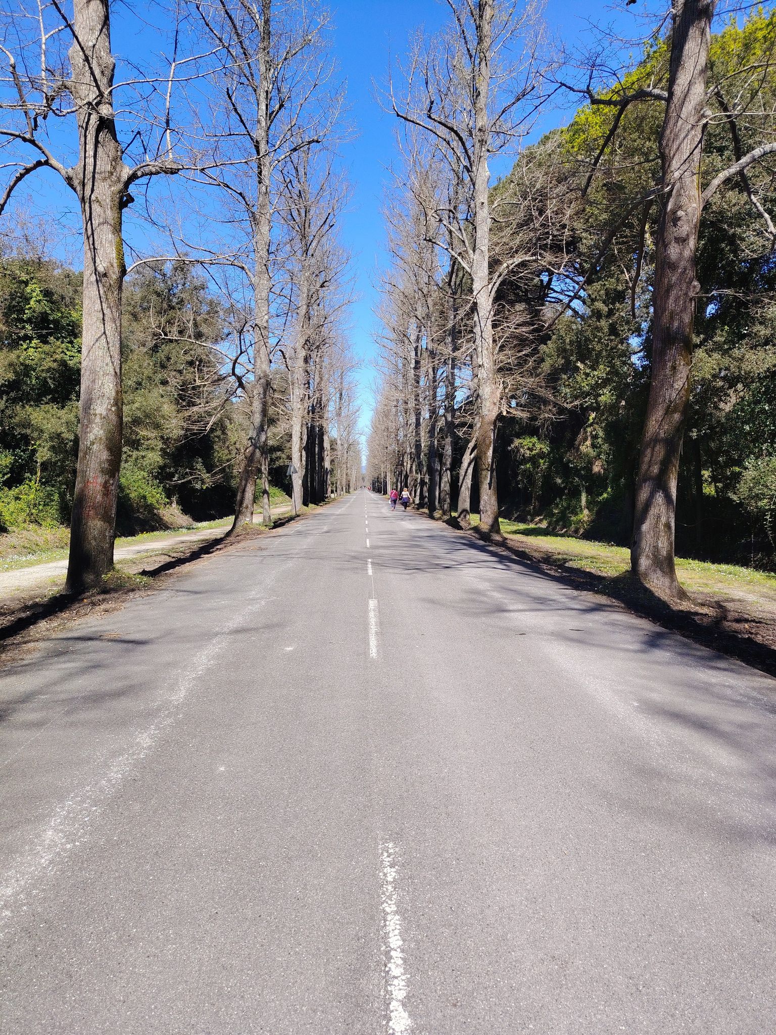viale dei tigli