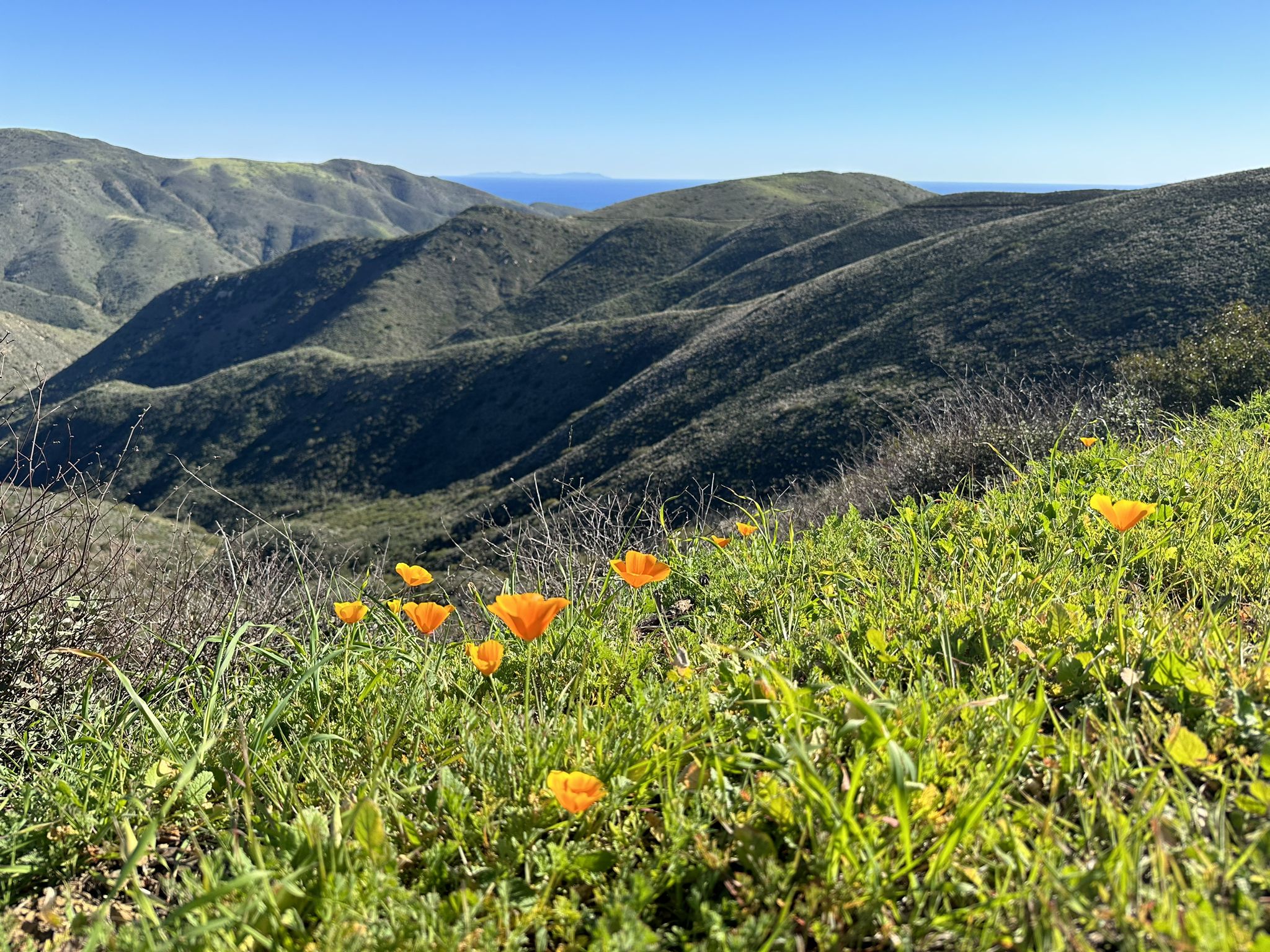 Orange poppies in green grass, overlooking rolling hills and distant ocean. - Sycamore Canyon and Overlook Trail Loop