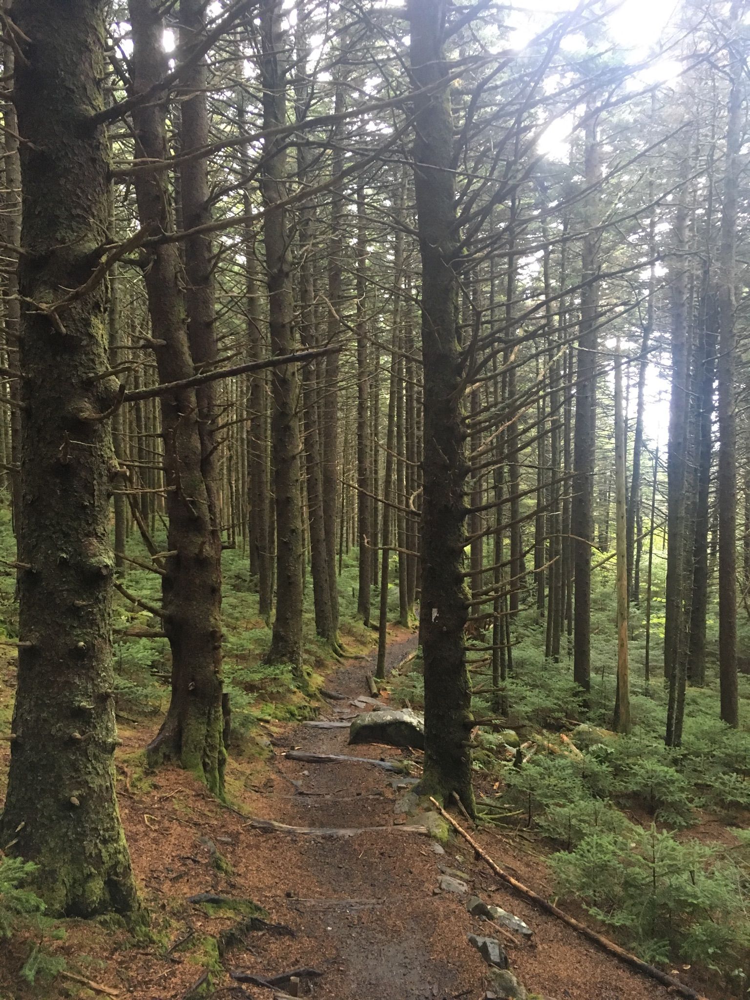 Narrow dirt trail through a tall, dense evergreen forest with diffused light. - Roan High Knob via Appalachian Trail