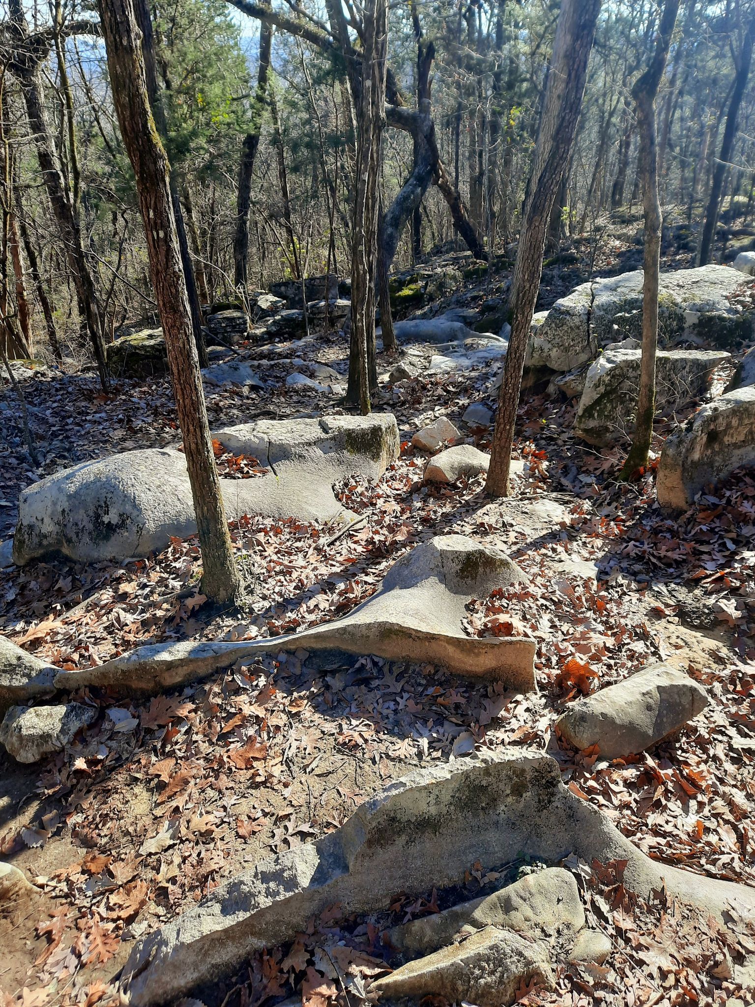 Rocky forest floor with tree trunks and scattered fallen leaves in sunlight. - Stoneridge Rock Formation loop from Rainbow Mountain Nature Preserve