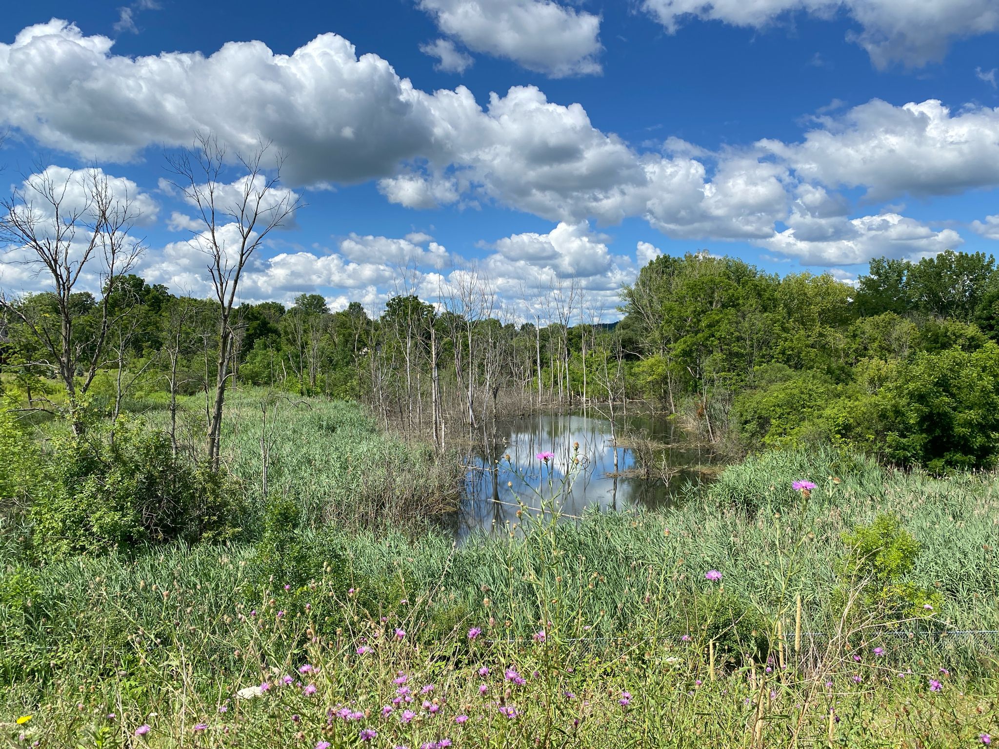 Wetland with bare trees, green reeds, and reflections under a cloudy blue sky. - Onodaga Lake – Onondaga Lake (West Shore) loop from Emergency room parking