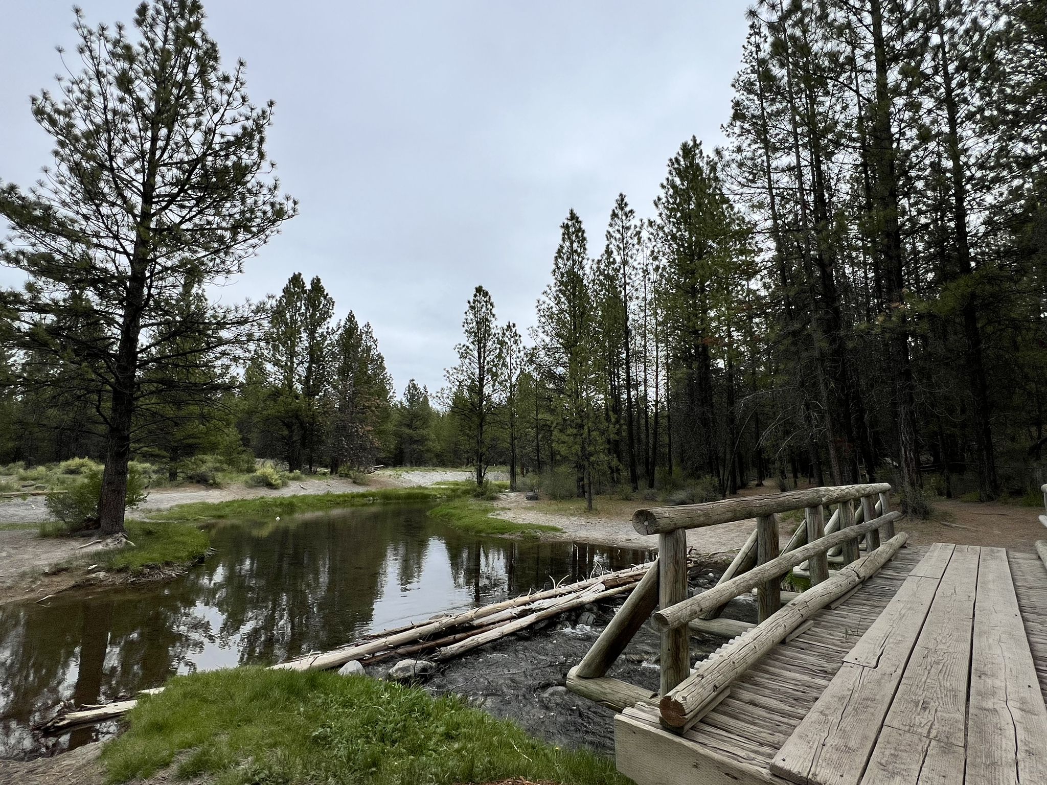 A wooden bridge crosses a calm stream in a dense pine forest. - Peter Skene Ogden Trail