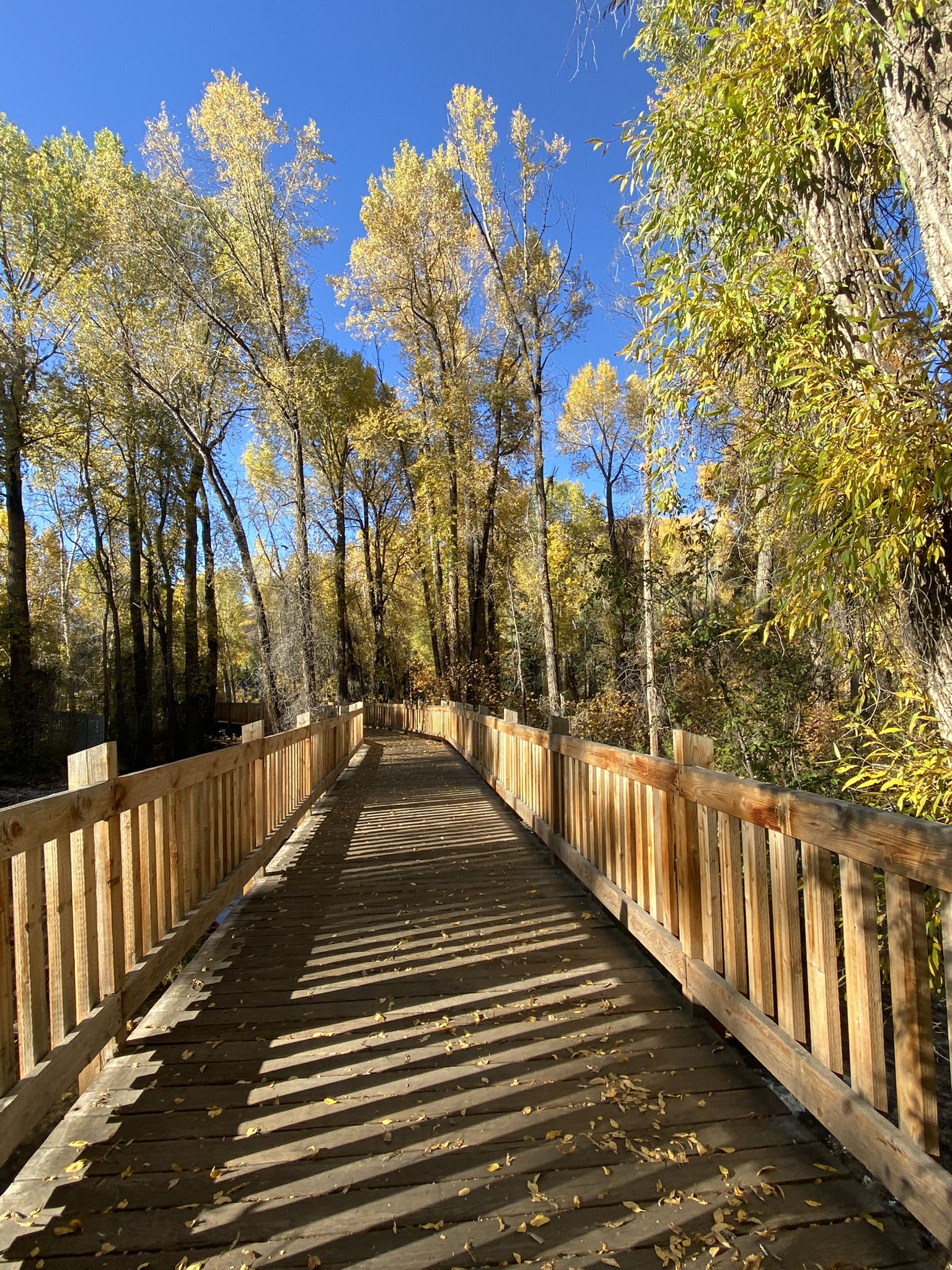 A sunny wooden boardwalk winds through a forest of tall yellow autumn trees. - Aspen loop from Aspen