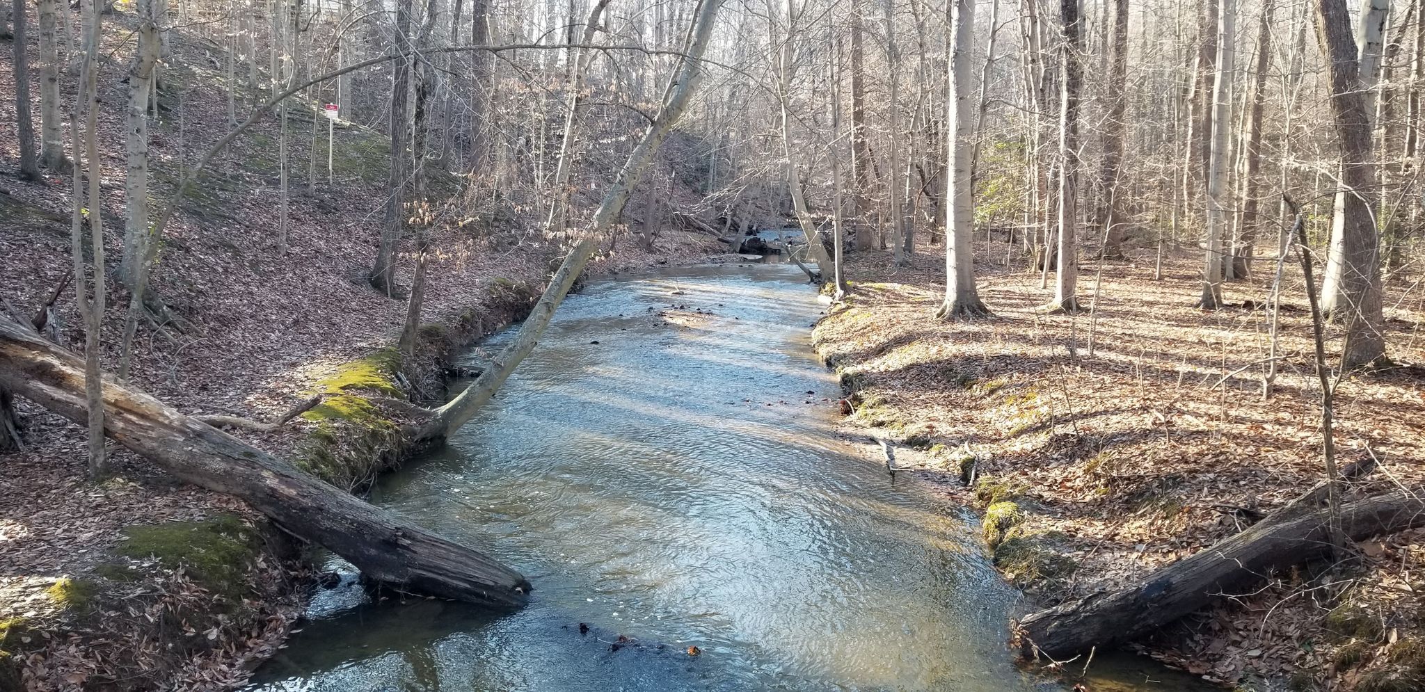 Clear stream flowing through a bare winter forest with fallen logs. - Occoquan River views – Occoquan Workhouse loop from Burke