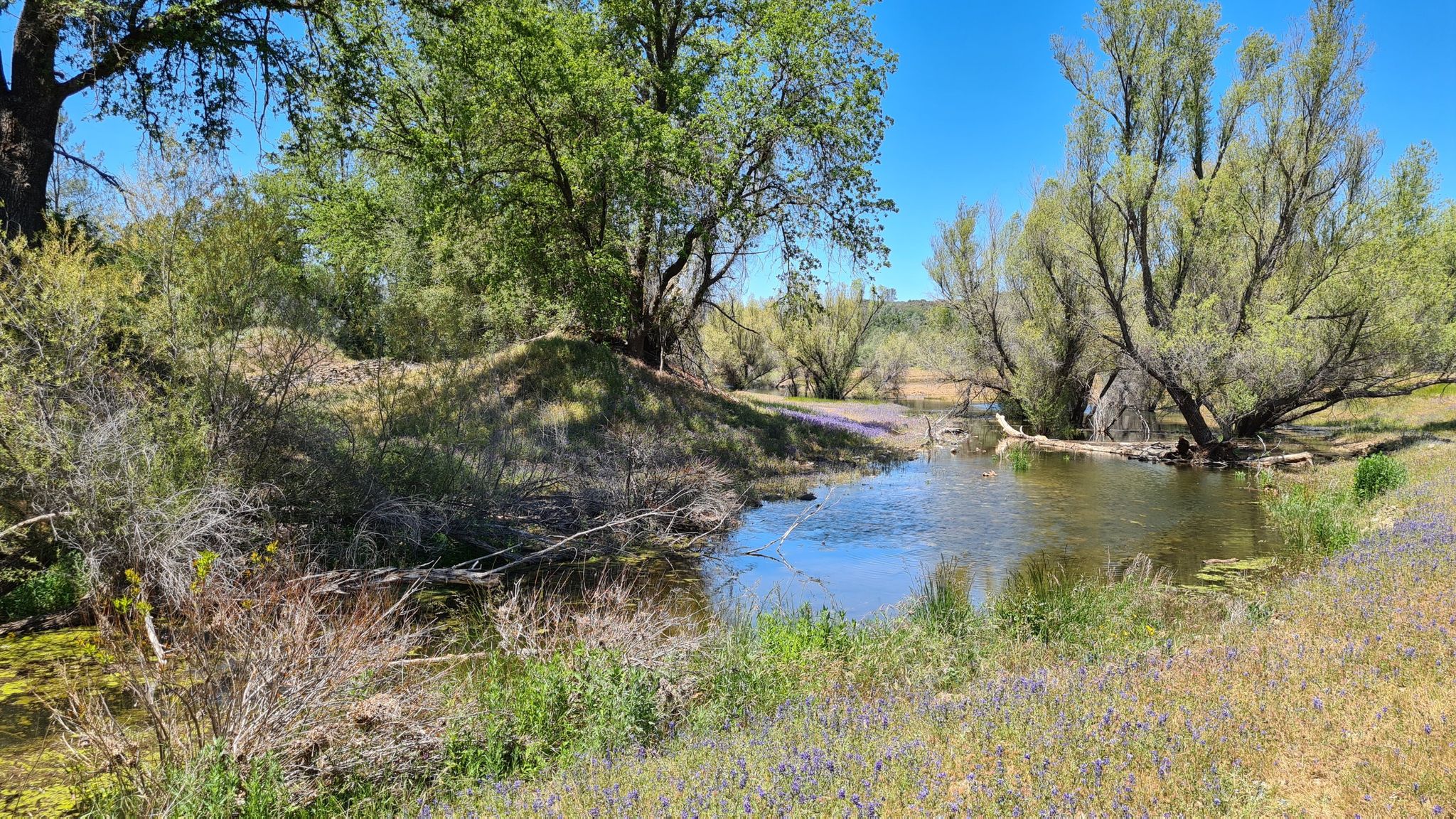 Bright stream flowing through grassy banks with trees under a blue sky. - Bakerie & Latte Chateau Arme – Folsom Lake loop from Oak Avenue Whistlestop
