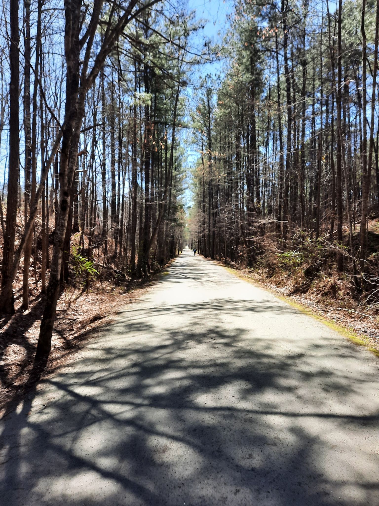 A sunlit paved road through a forest of tall, bare trees. - Hiking loop from White Oak Creek