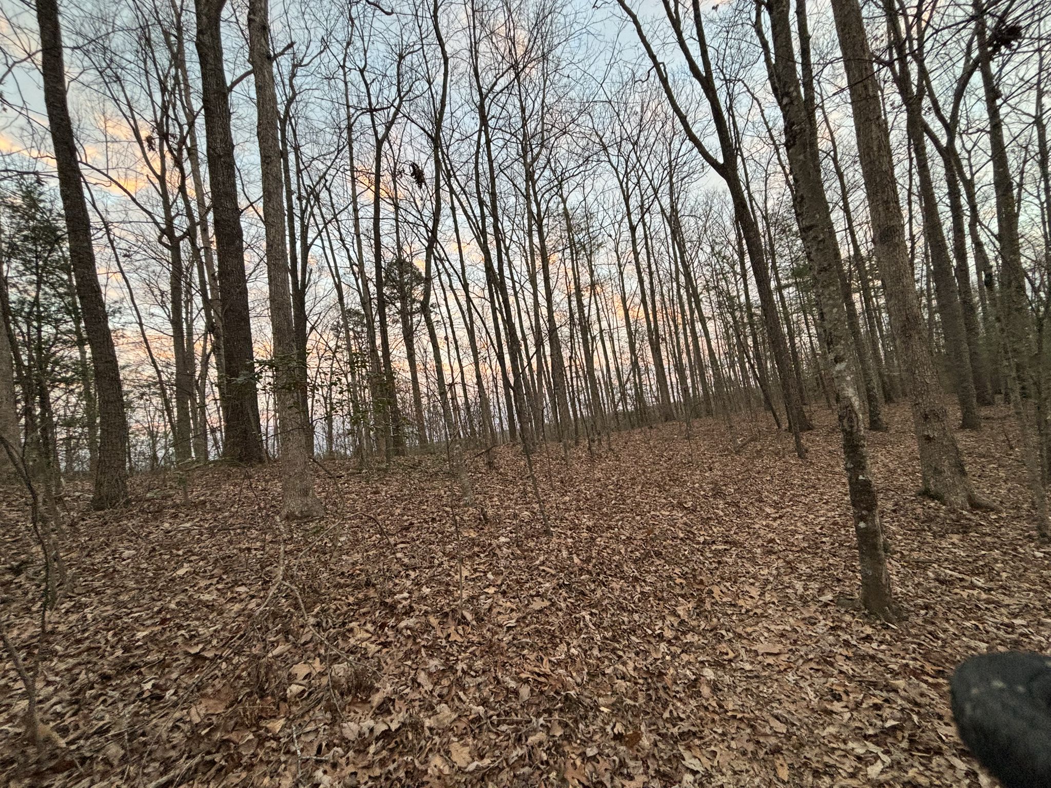 Bare trees stand tall in a forest with a leaf-covered floor at dusk. - Silvermine Arch Trail