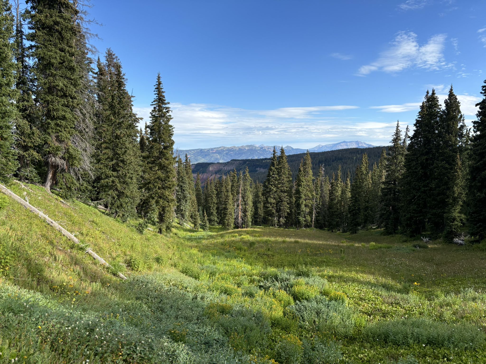 A lush green forest clearing surrounded by tall pine trees under a blue sky. - San Juan Skyway