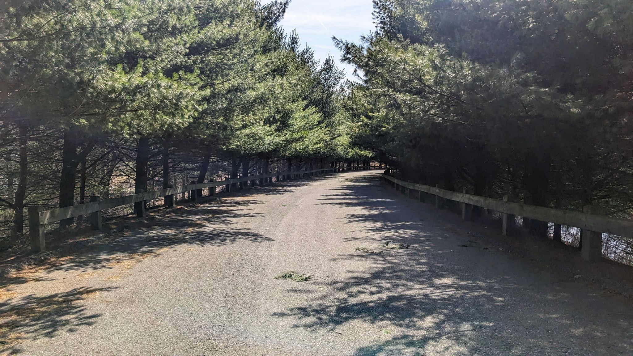 Sunny road winding through tall pine trees, casting dappled shadows. - Red Wing Lakes Loop