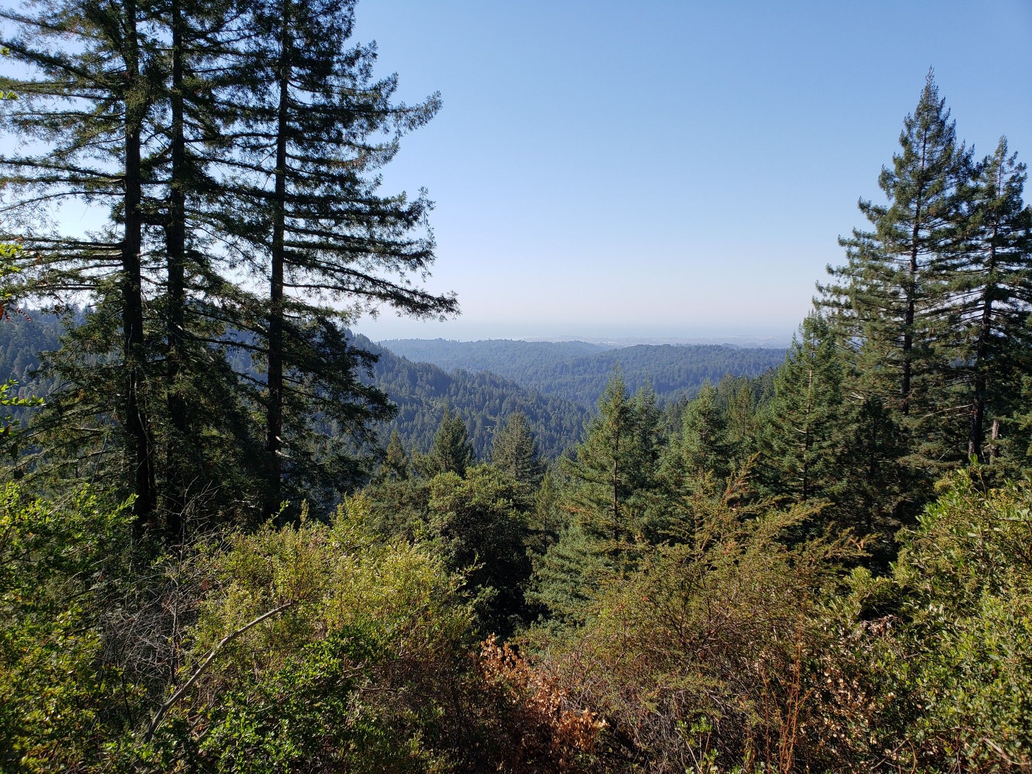 Wide view of a vast green forest valley under a bright blue sky. - Aptos Creek Fire Road Loop