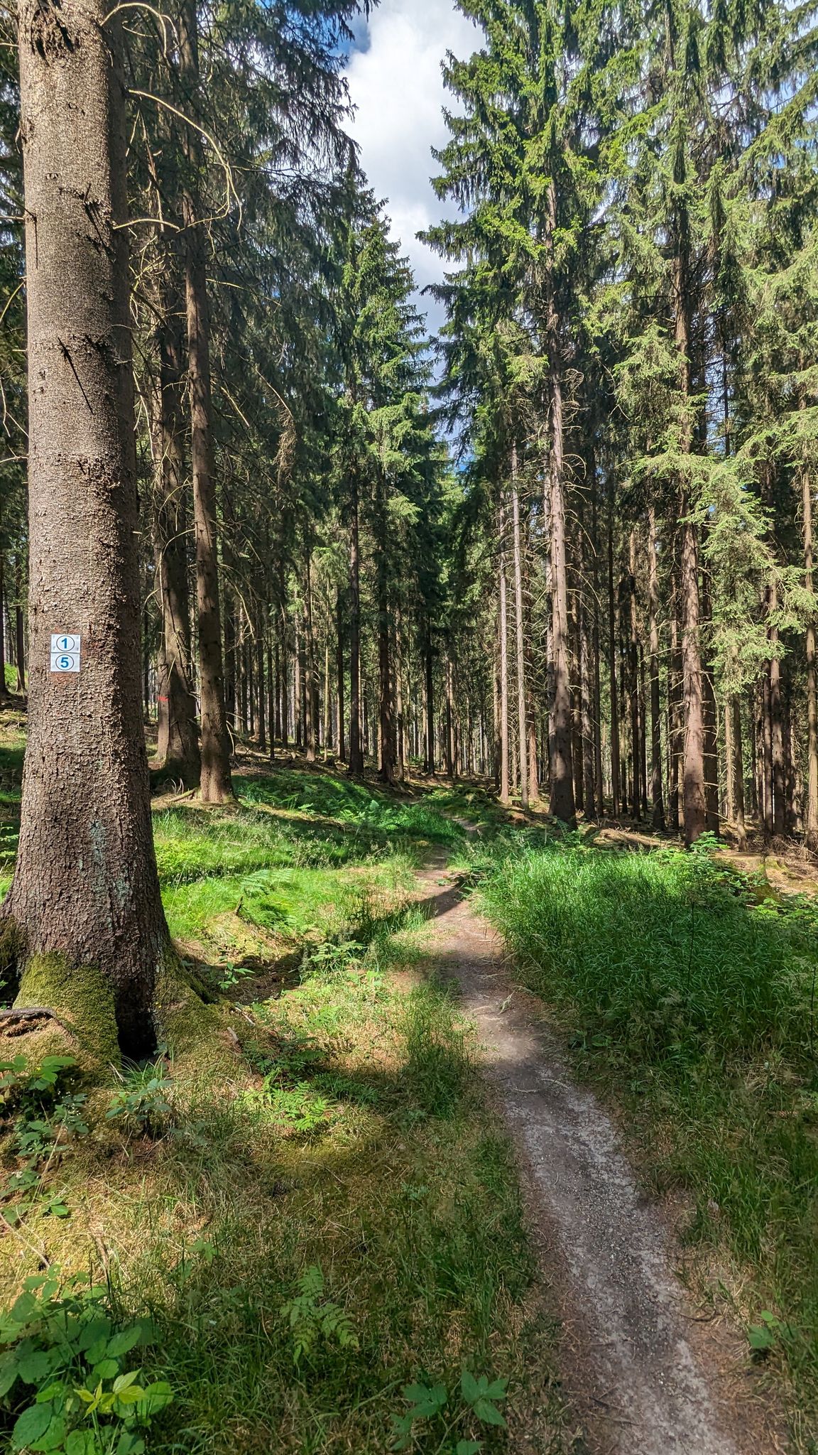 ... einem schönem Single-Trail.