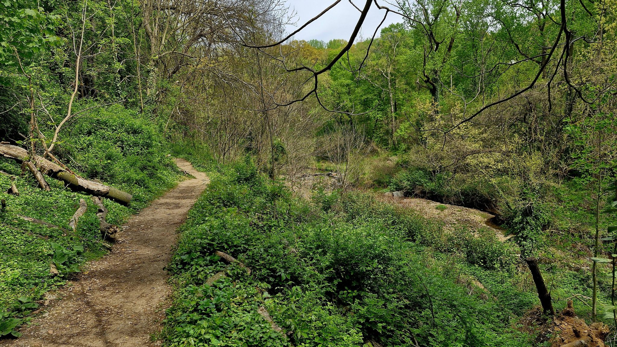 A winding dirt path through dense green forest with a distant stream. - Stony Run Walking Path