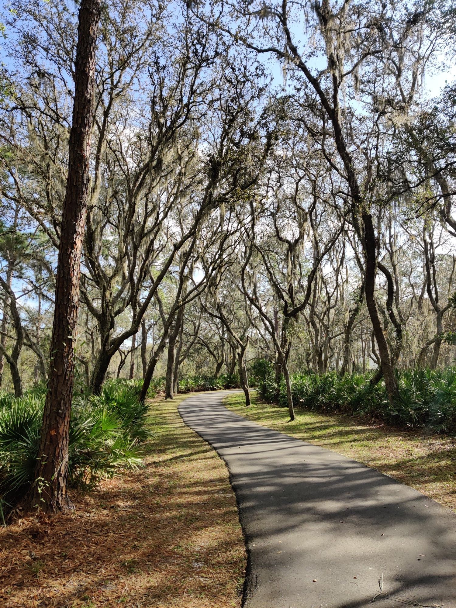 Curved paved path through a forest of bare trees with dappled sunlight. - Cypress Dome loop from Lenny's Sub Shop