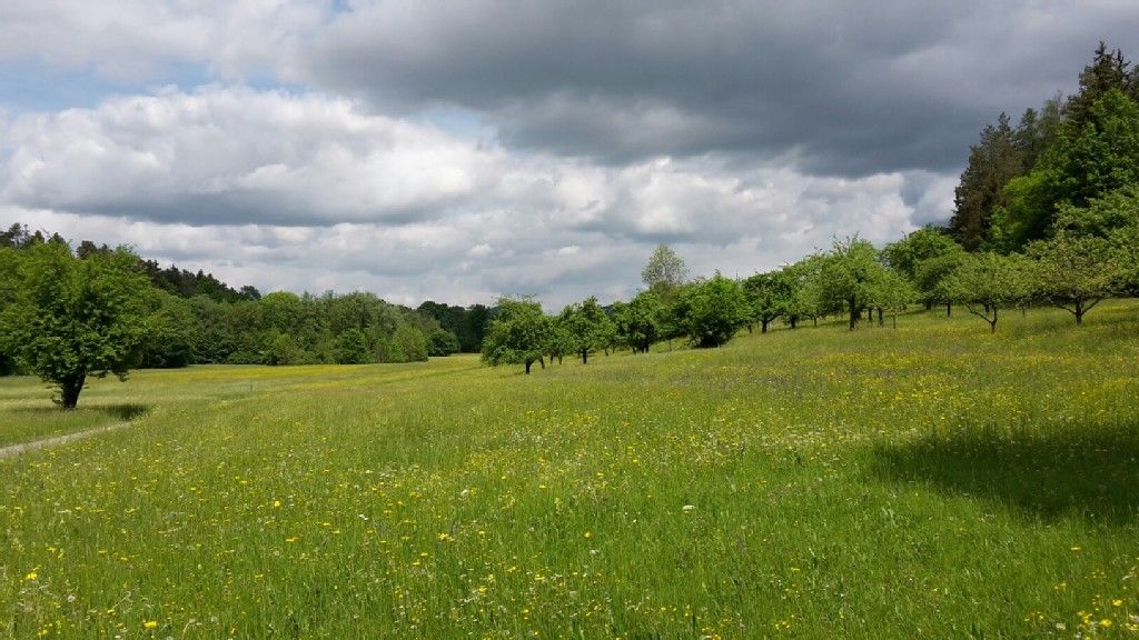 Blumenwiese an der Marktsteige bei Bühl
