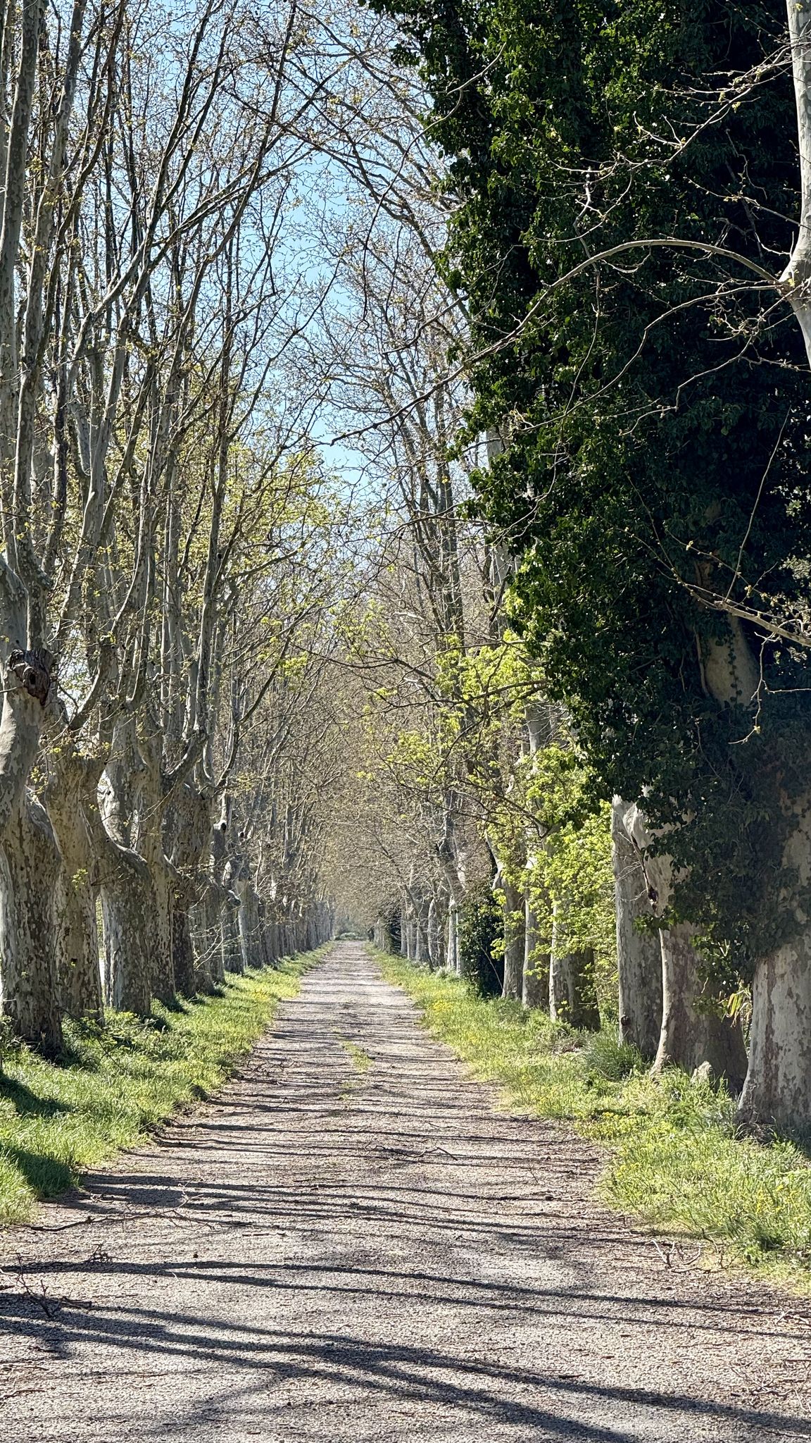 Ein Stück Radweg-Allee