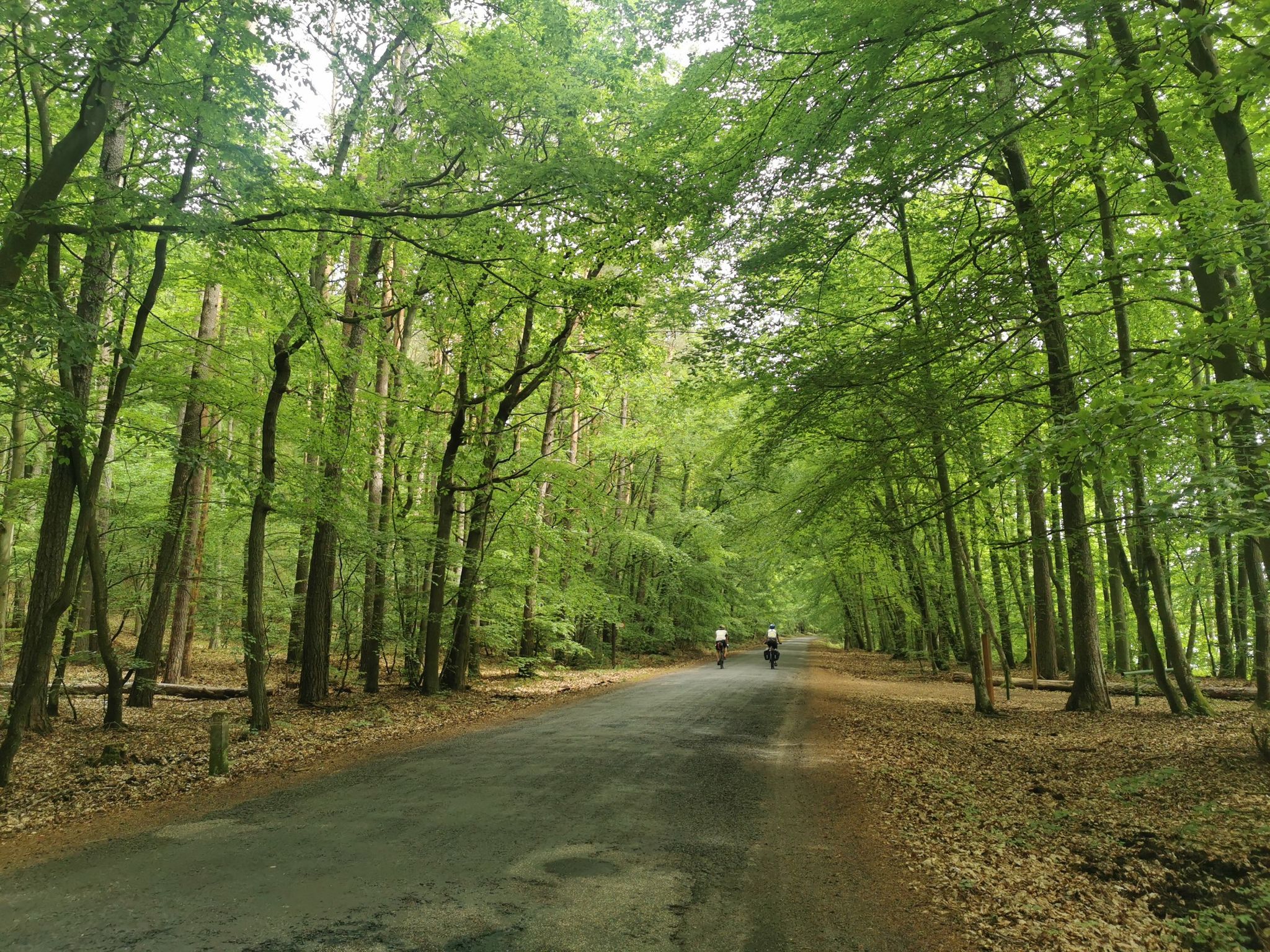 Route in the forest