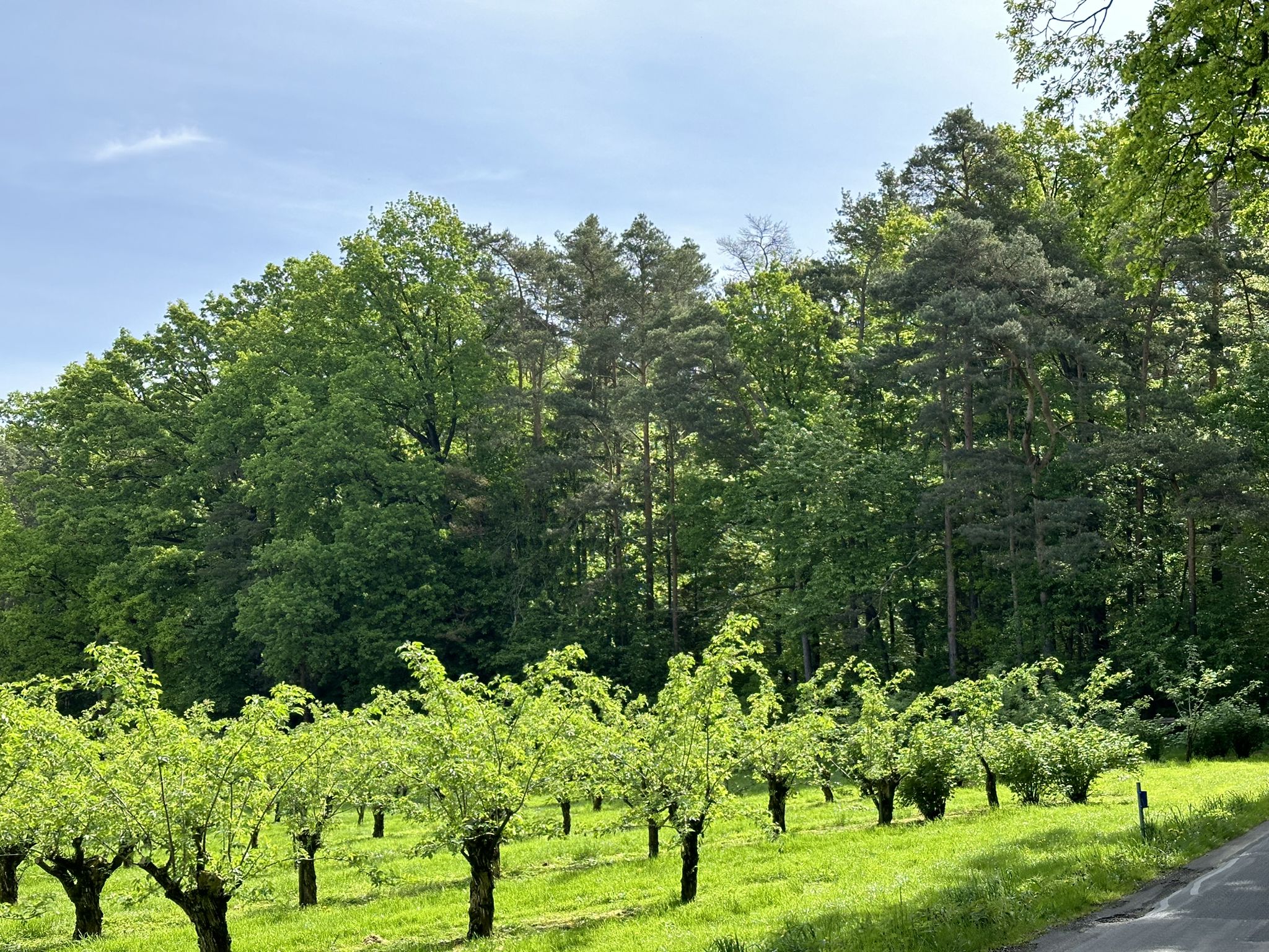 Obstgarten Steiermark