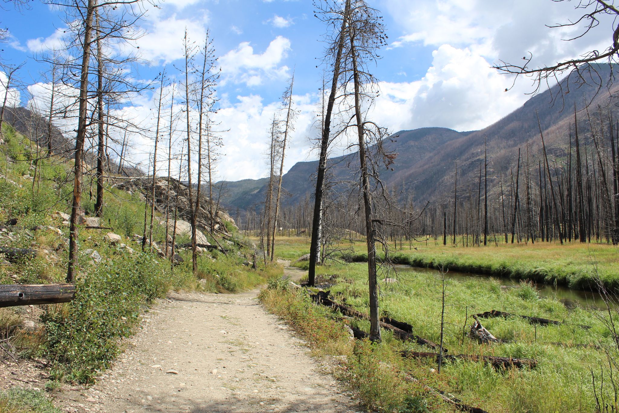 Sunny valley with a dirt path, burnt trees, green grass, and distant mountains. - North Inlet Trail to Lake Nanita