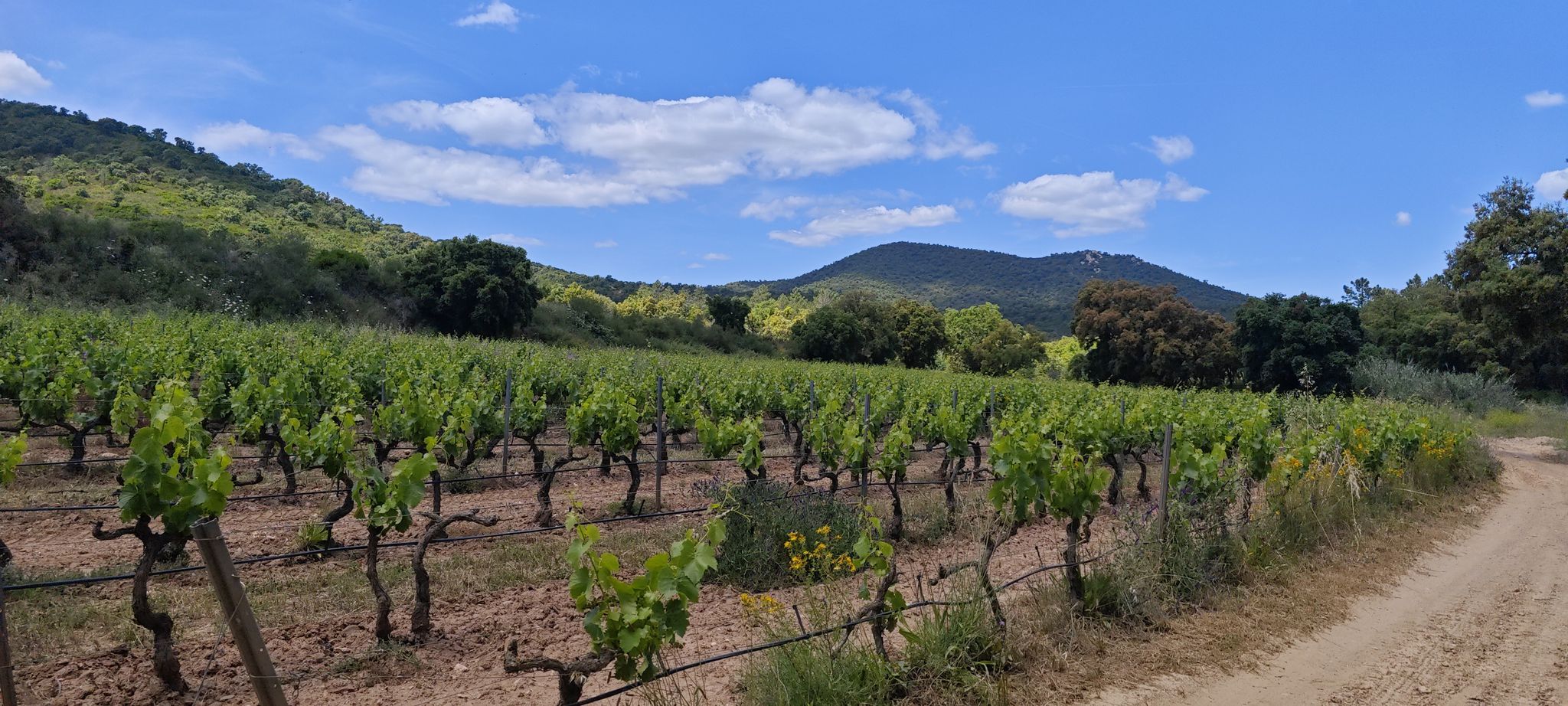 vignobles