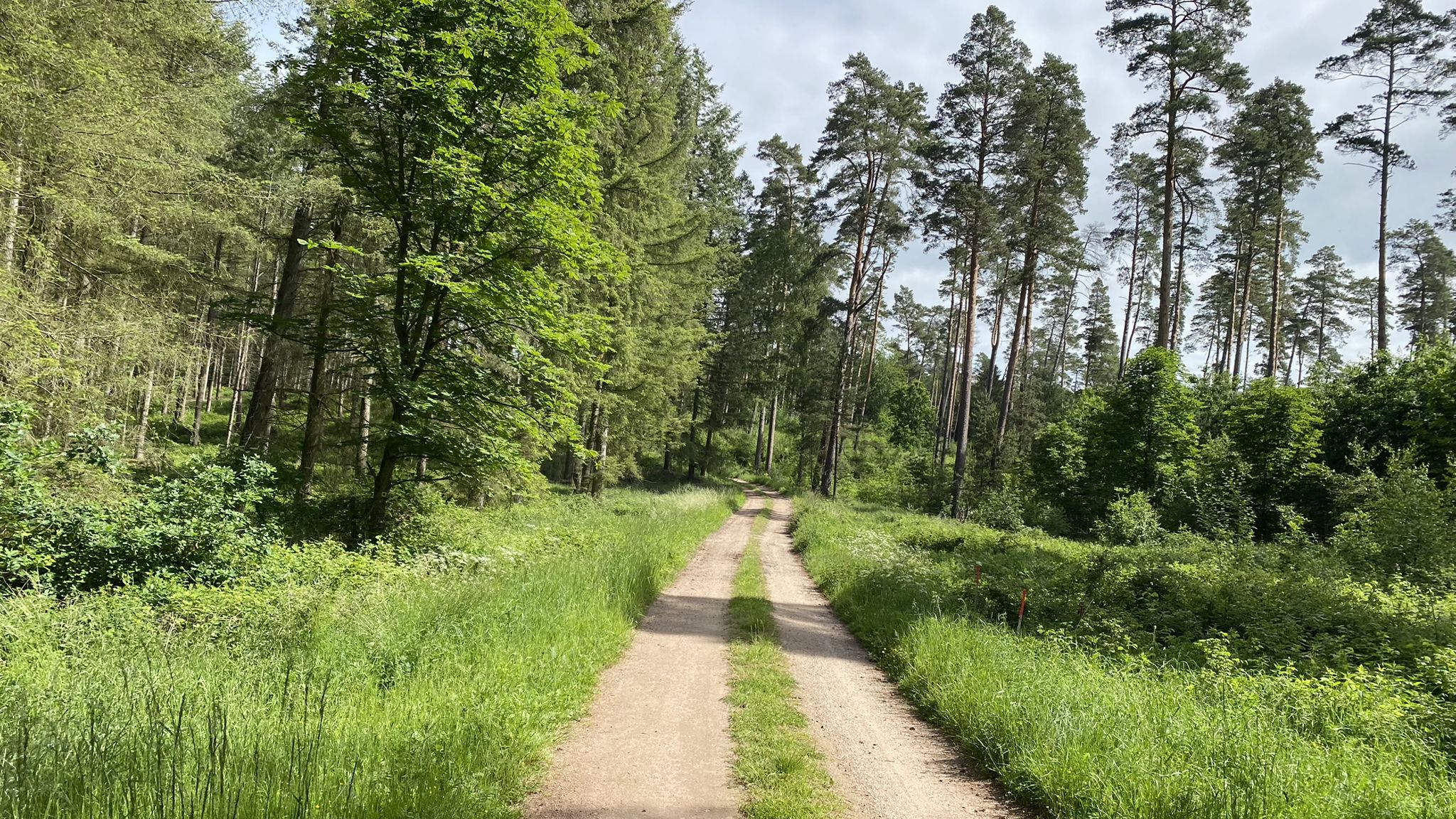ca. 75% geht die Tour durch den Wald