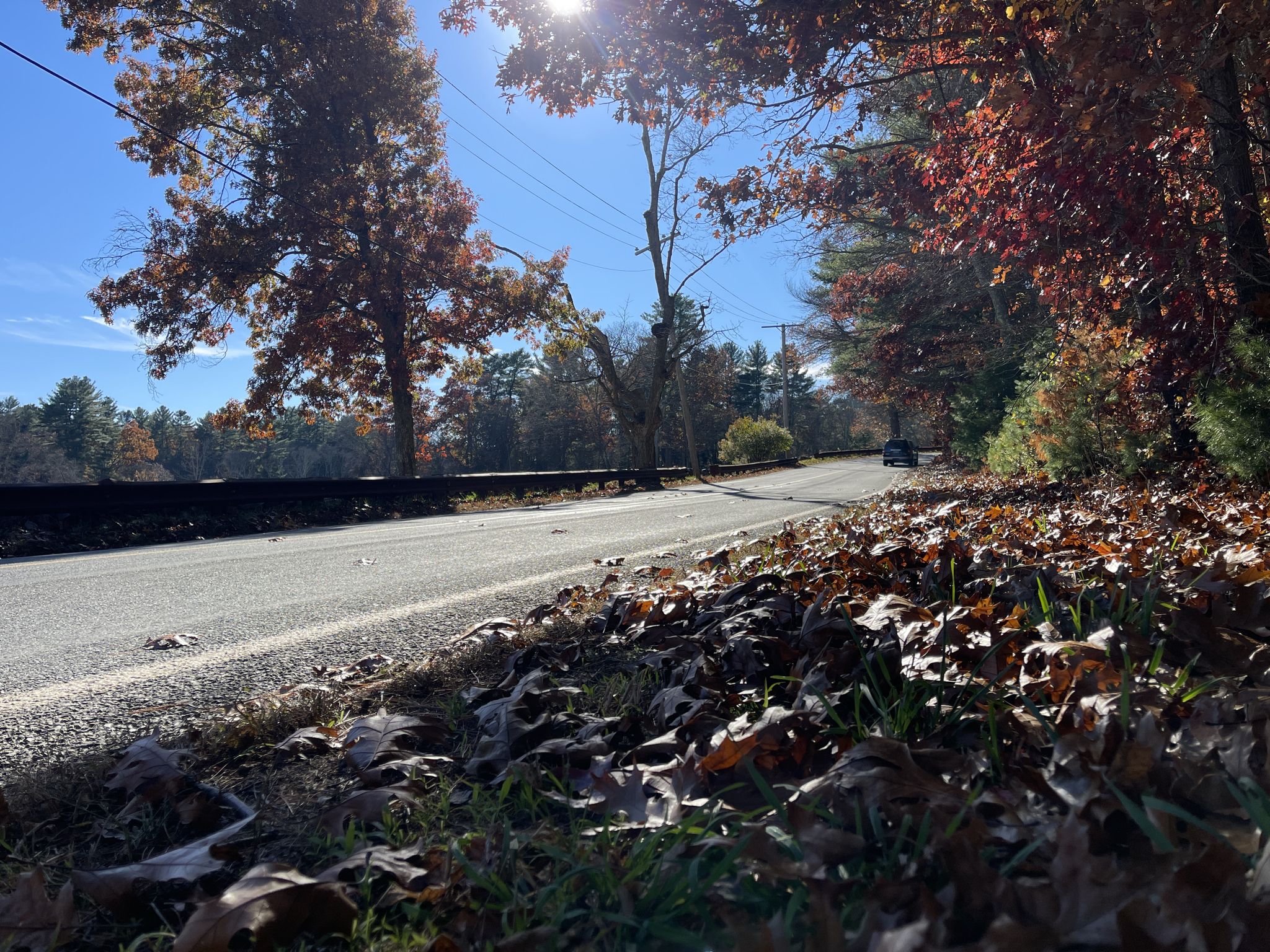 Autumn leaves cover the ground beside a road, sun shining through trees. - South Natick Dam and Park – Charles River Dam and Weir loop from Natick Center