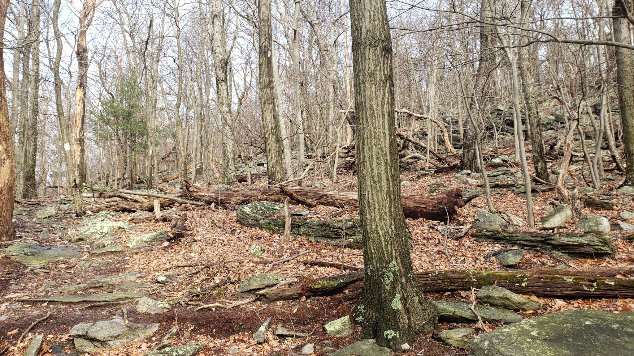 Bare forest with fallen logs and rocks under diffused light. - Pen Mar High Rock Overlook via Appalachian Trail