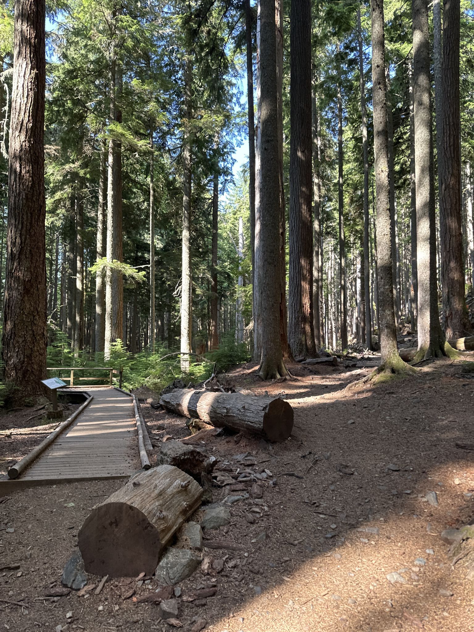 A wooden boardwalk and fallen logs in a sunlit, dense forest. - Mount Si via Mount Teneriffe Trail