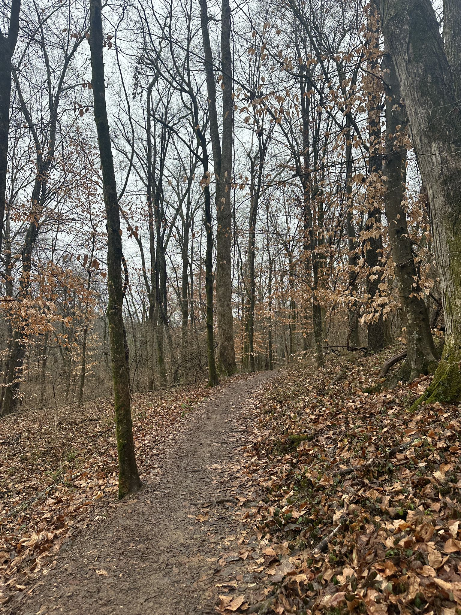 Leaf-covered dirt path winding through a bare winter forest. - Edwin Warner Loop