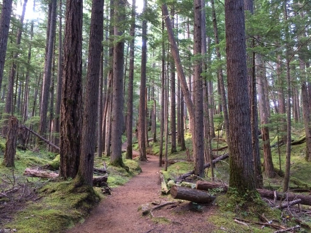 A winding dirt path through a dense, mossy evergreen forest with dappled sunlight. - Grove of the Patriarchs – Silver Falls Trail loop from Day Use Parking