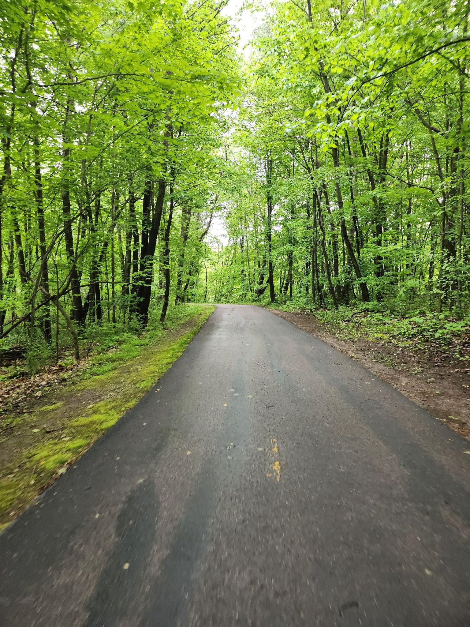Paved path winding through a lush green forest on an overcast day. - Bike loop from 96 Av N