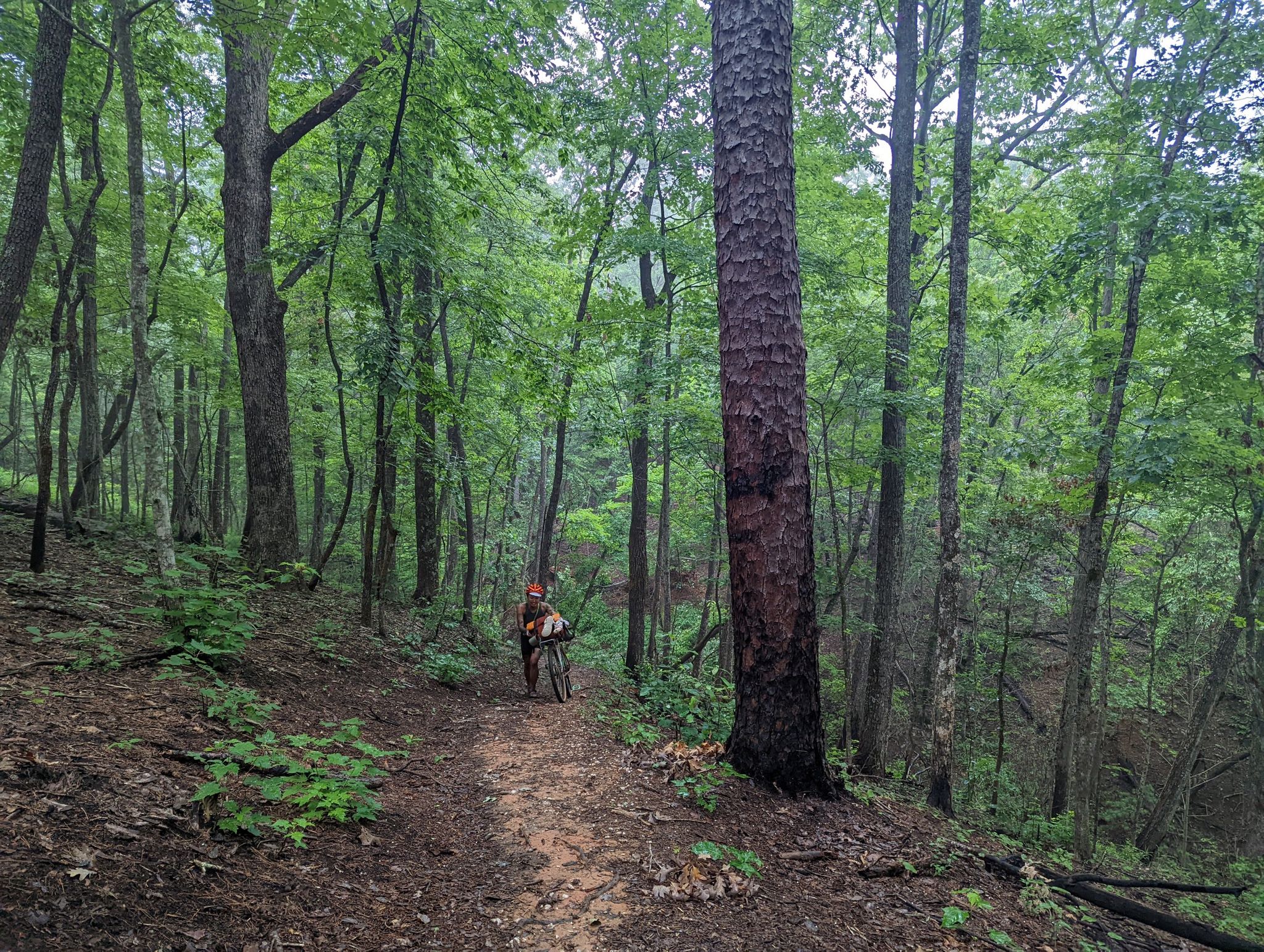 Person pushing a bicycle up a narrow dirt path through a dense green forest. - Stumphouse Mountain Bike Park Loop