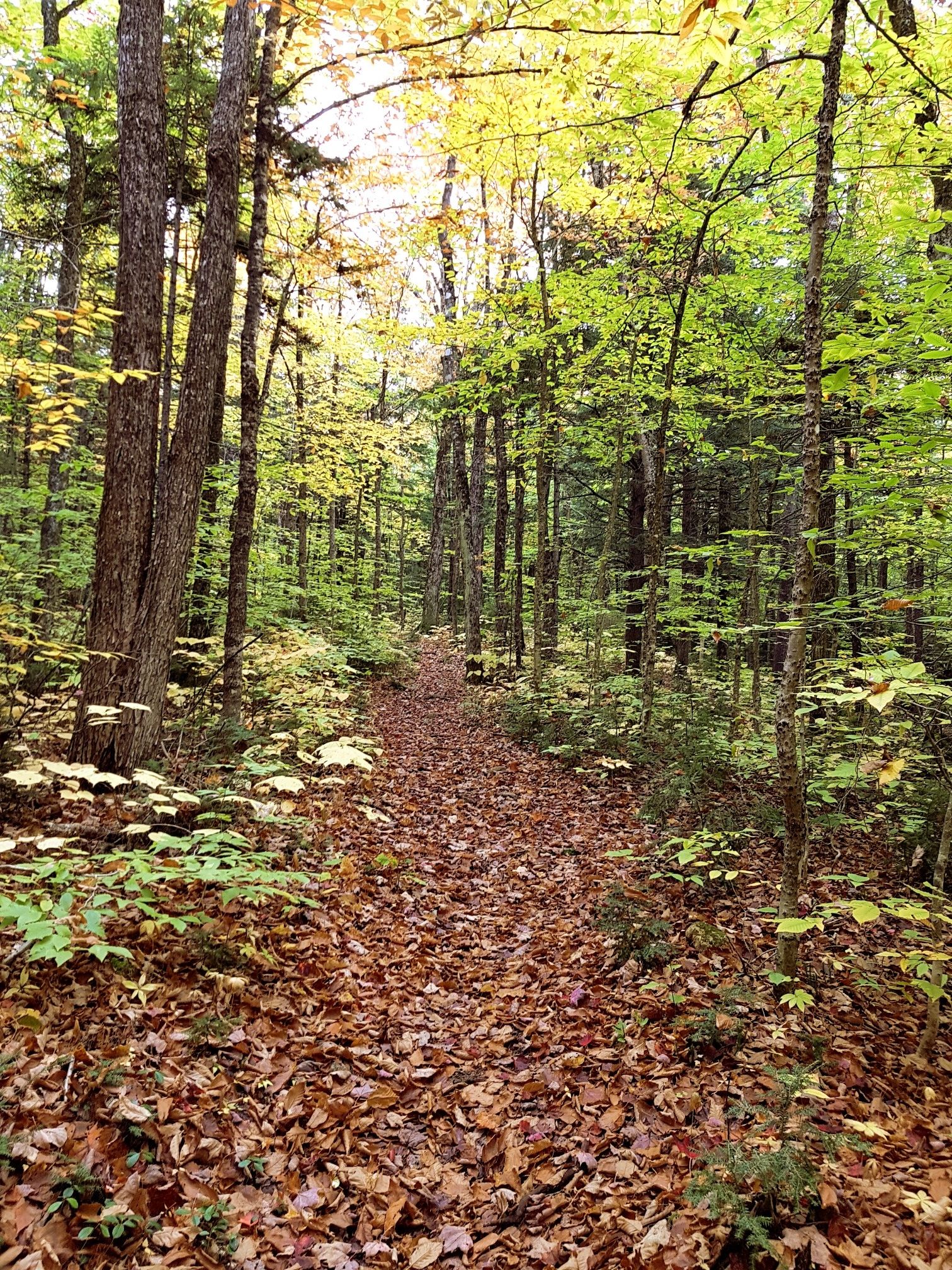 A sunlit forest path covered in autumn leaves, surrounded by trees. - Caribou and Mud Brook Trail Loop