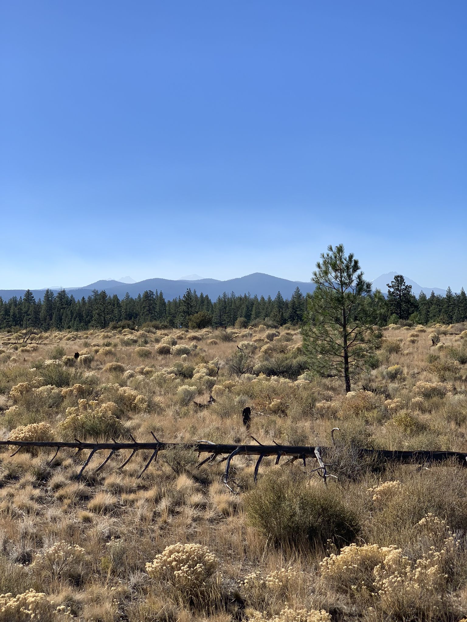 Expansive dry grassland with scattered trees under a clear blue sky. - Shevlin Park – Tumalo State Park loop from Les Schwab Tire Headquarters