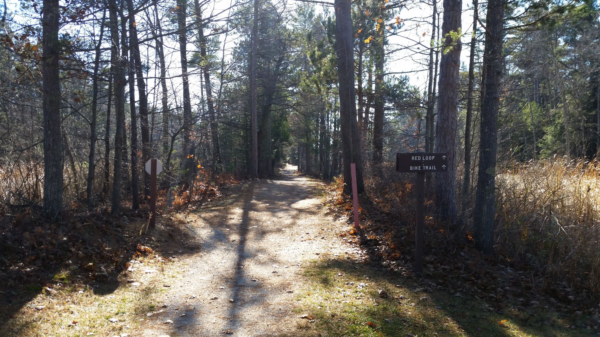 A sun-dappled dirt path leads through a dense, bare forest. - Ice Age Trail: Point Beach Segment