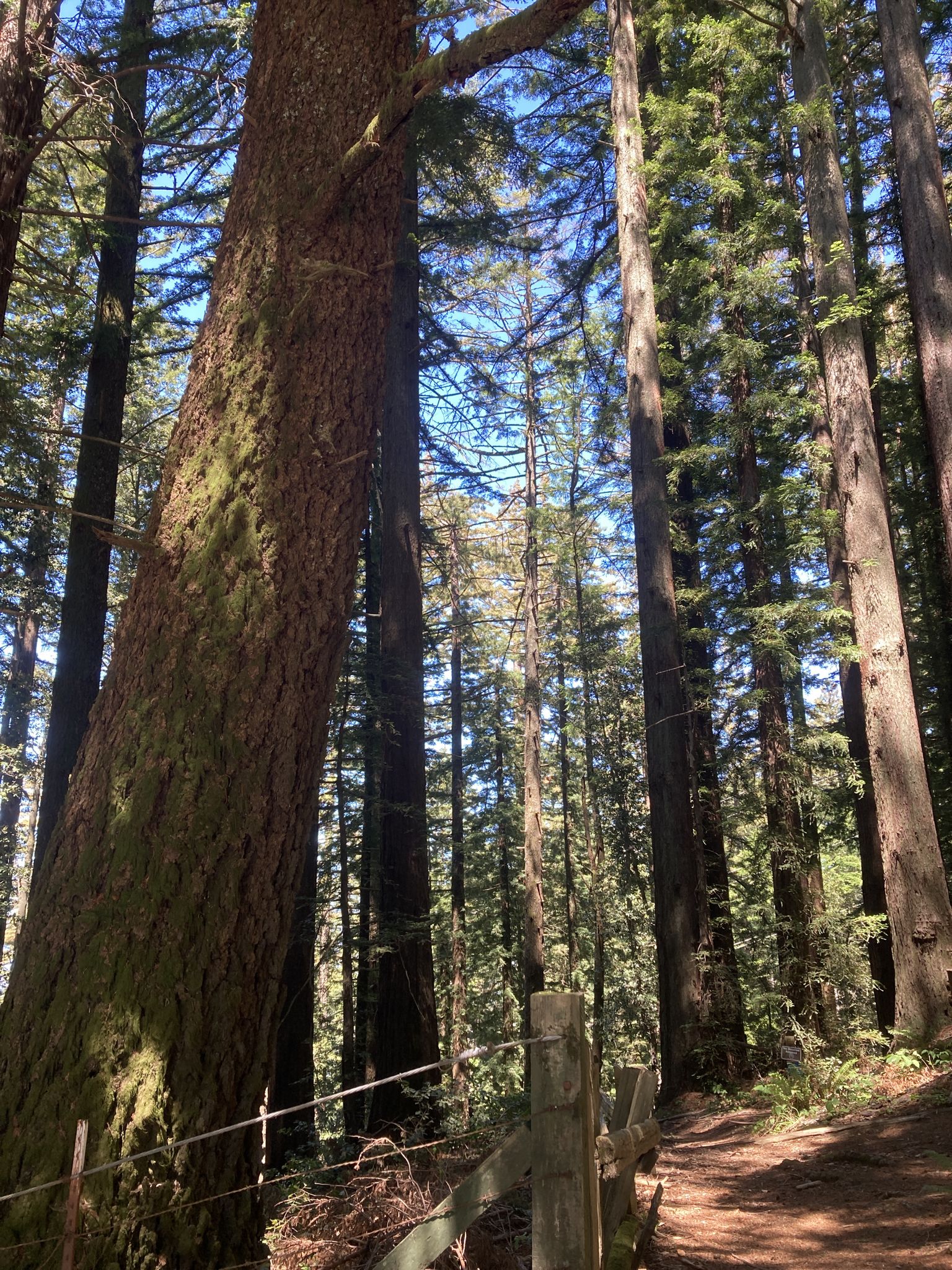 Tall forest trees with a dirt path and wooden fence in bright sunlight. - Skyline Trail and Alambique Trail Loop