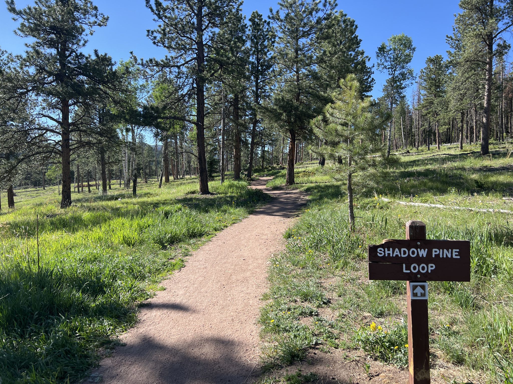 Sunny dirt path through a pine forest with a wooden trail sign. - Shadow Pine Loop