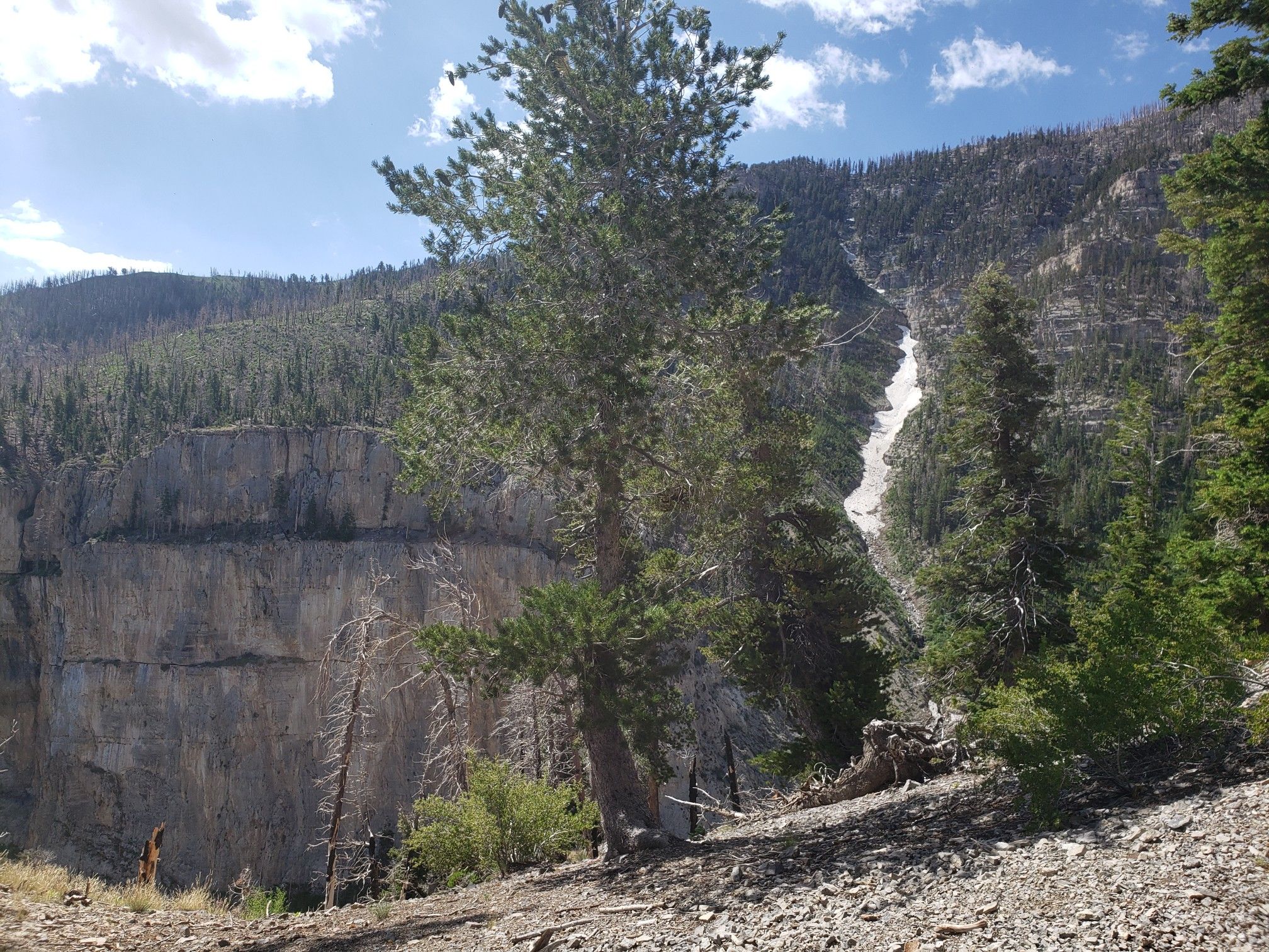 Steep rocky cliff face with scattered pine trees and a patch of snow. - Echo Overlook Trail