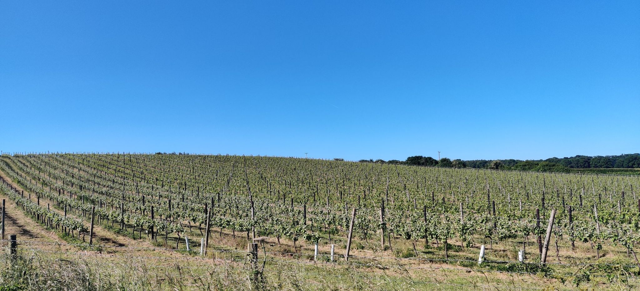 Hoplands vineyard