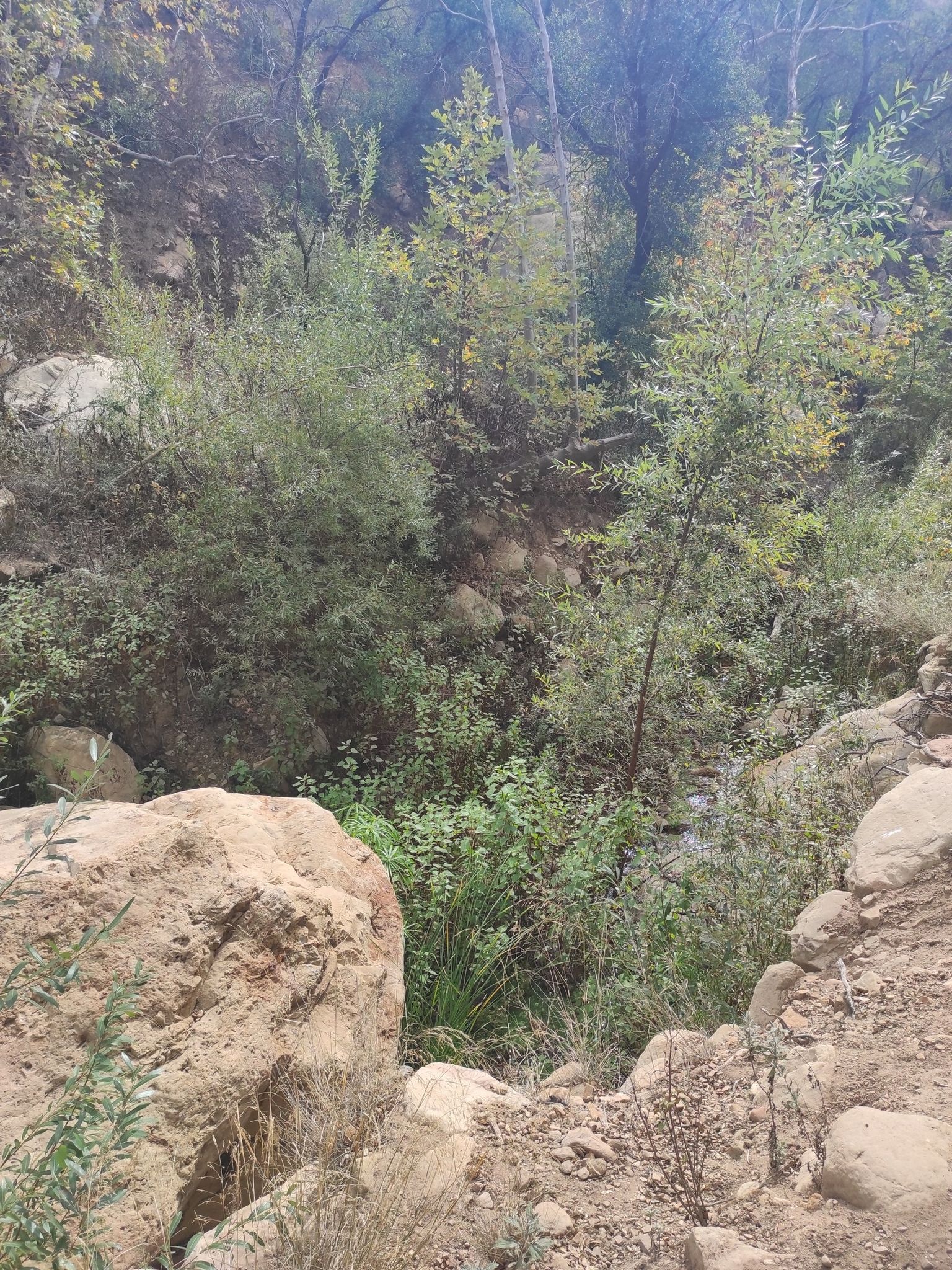 A rocky stream bed surrounded by dense green trees and bushes. - Hot Springs Canyon Trail and Edison Catway Loop