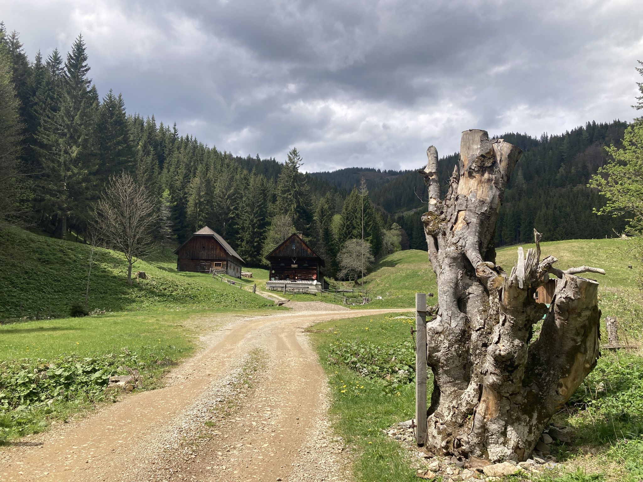 Der markante Baumstumpf vor der Scheiklalm