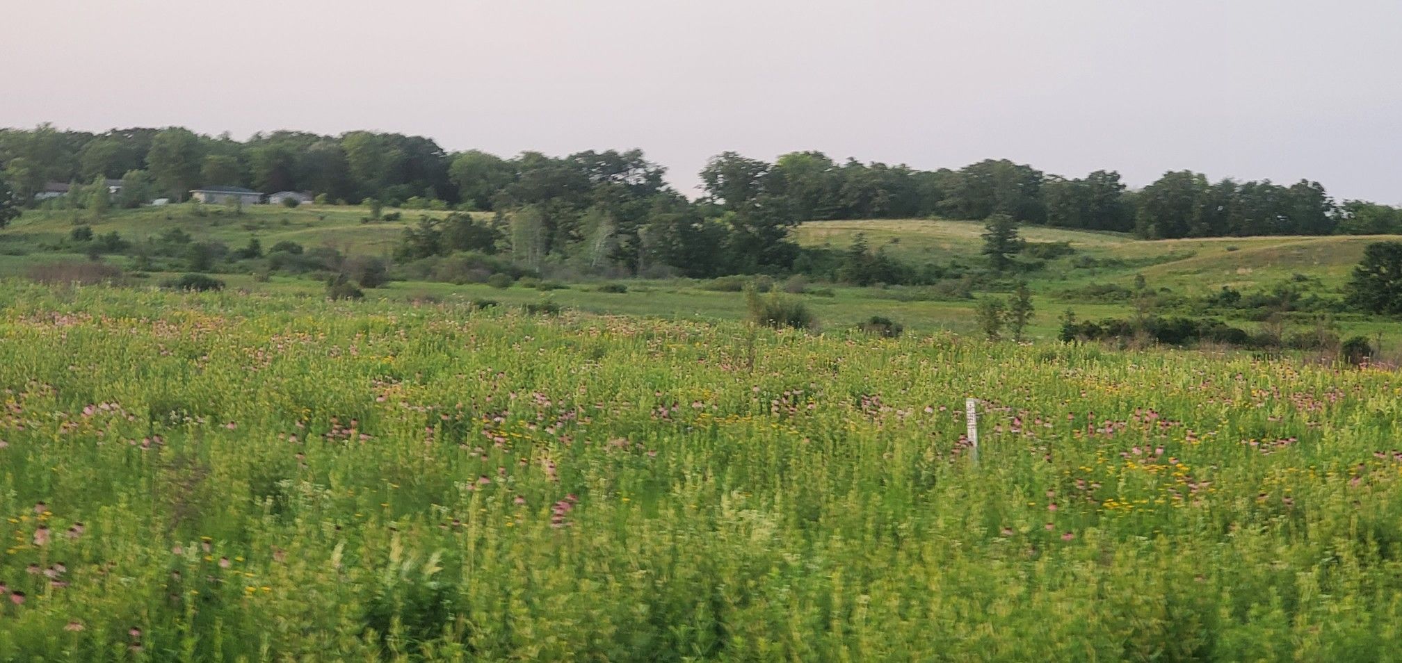 Vast green field with wildflowers, rolling hills, and distant trees under soft light. - North Branch Trail