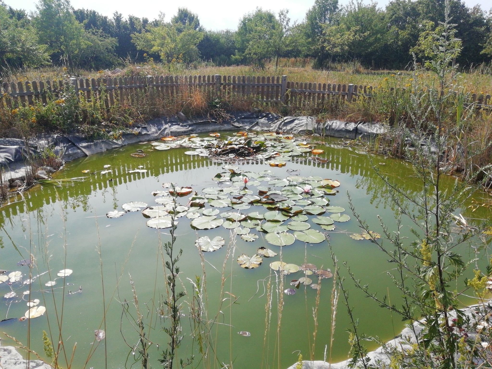 Biotop nähe Maria Einsiedel Gernsheim/Rh.