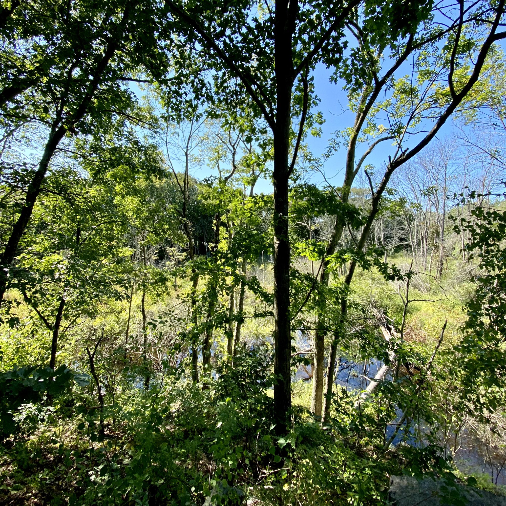 Lush green trees and foliage frame a sunlit river under a clear blue sky. - Bridge on the Rail Trail – Trestle Trail loop from 1609 Plainfield