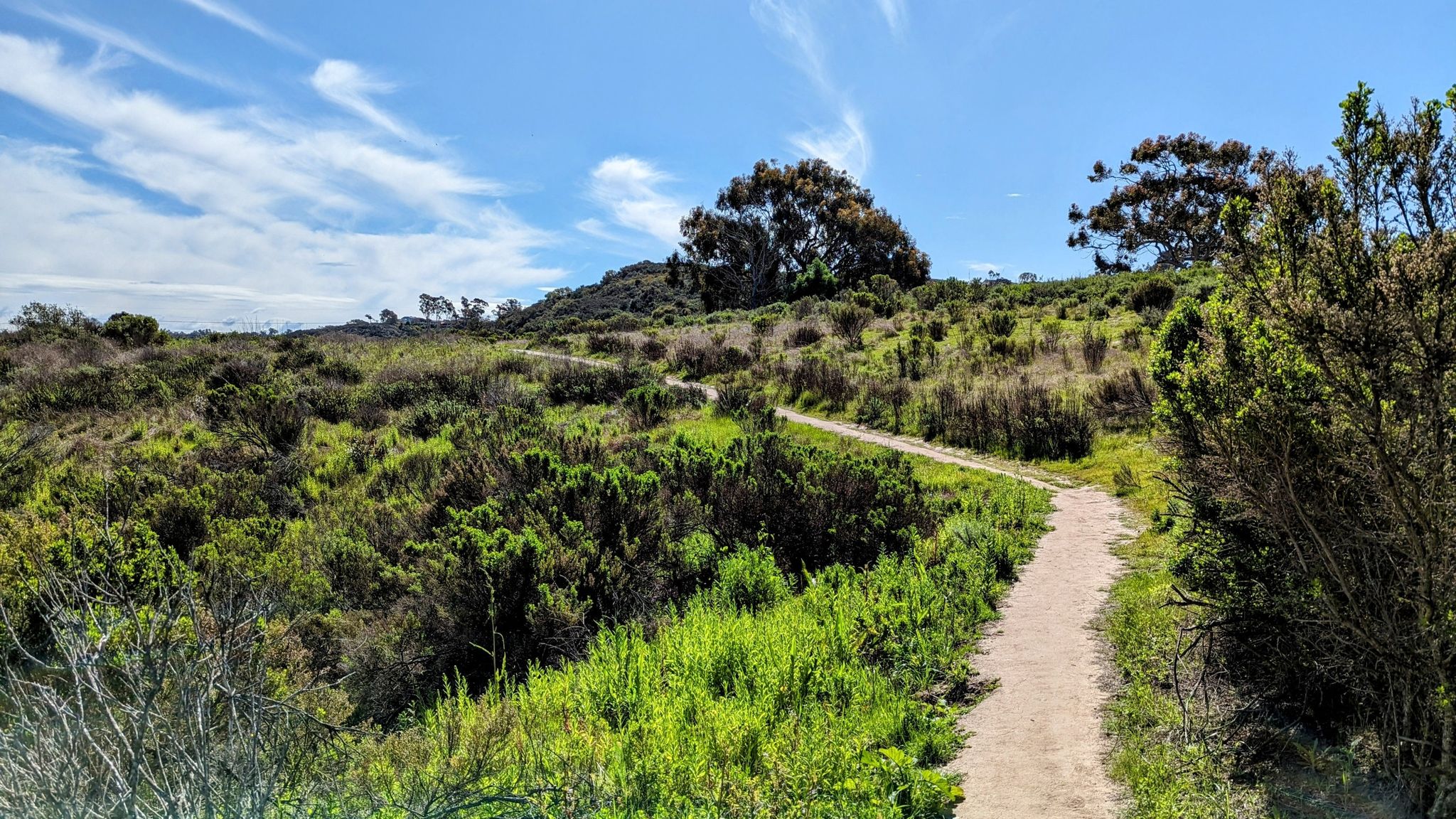 A winding dirt path through lush green hills and scrub under a bright sky. - Santa Inez to Santa Carina Loop Trail