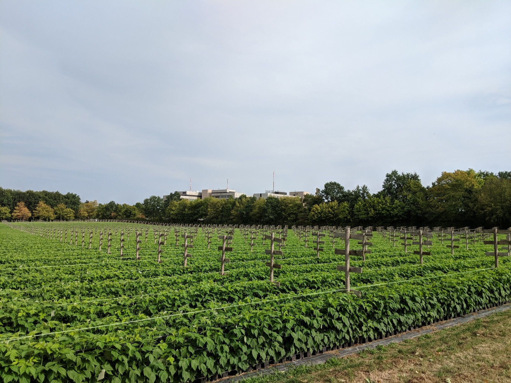 Himbeer-Plantagen mit Blick auf das BKA