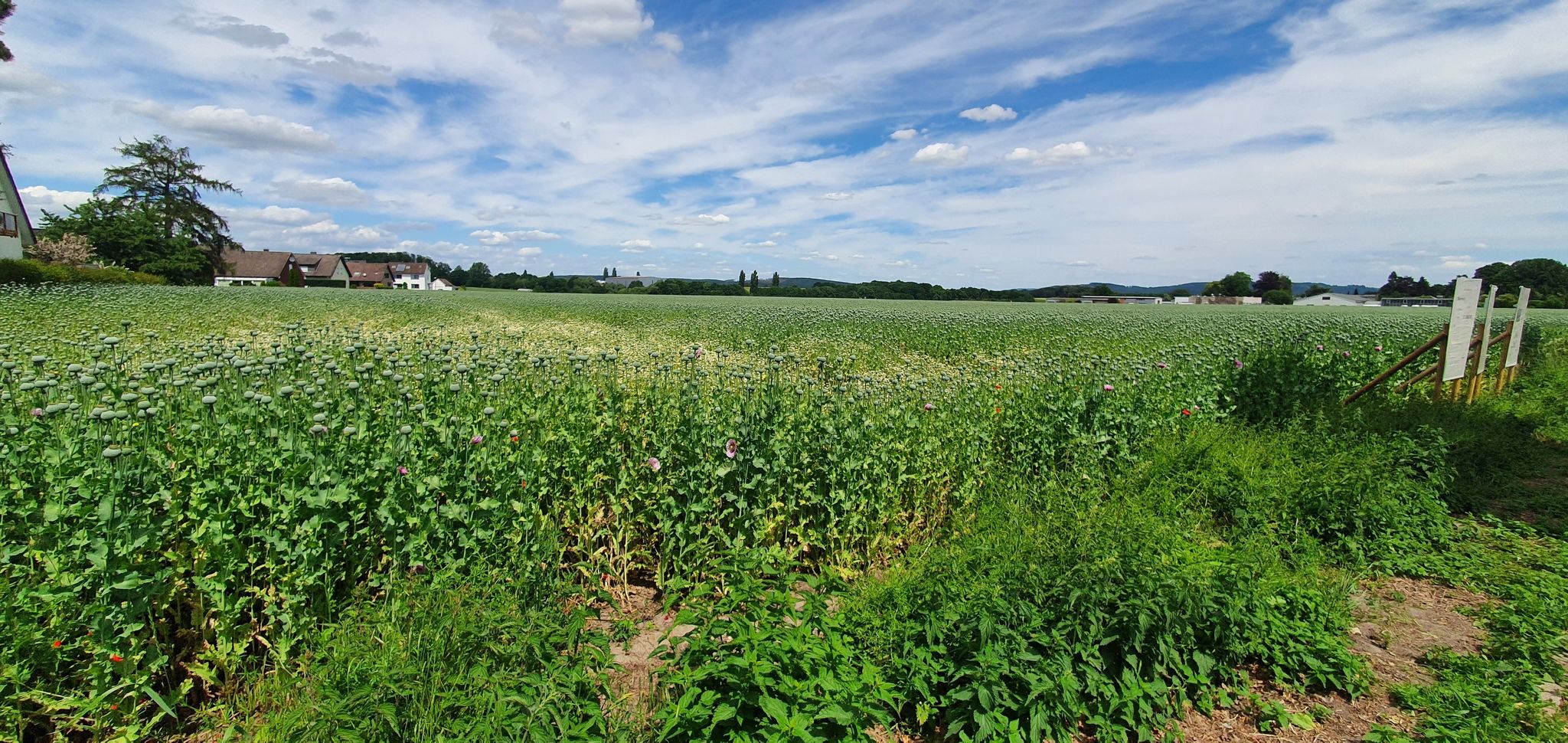 Blaumohn