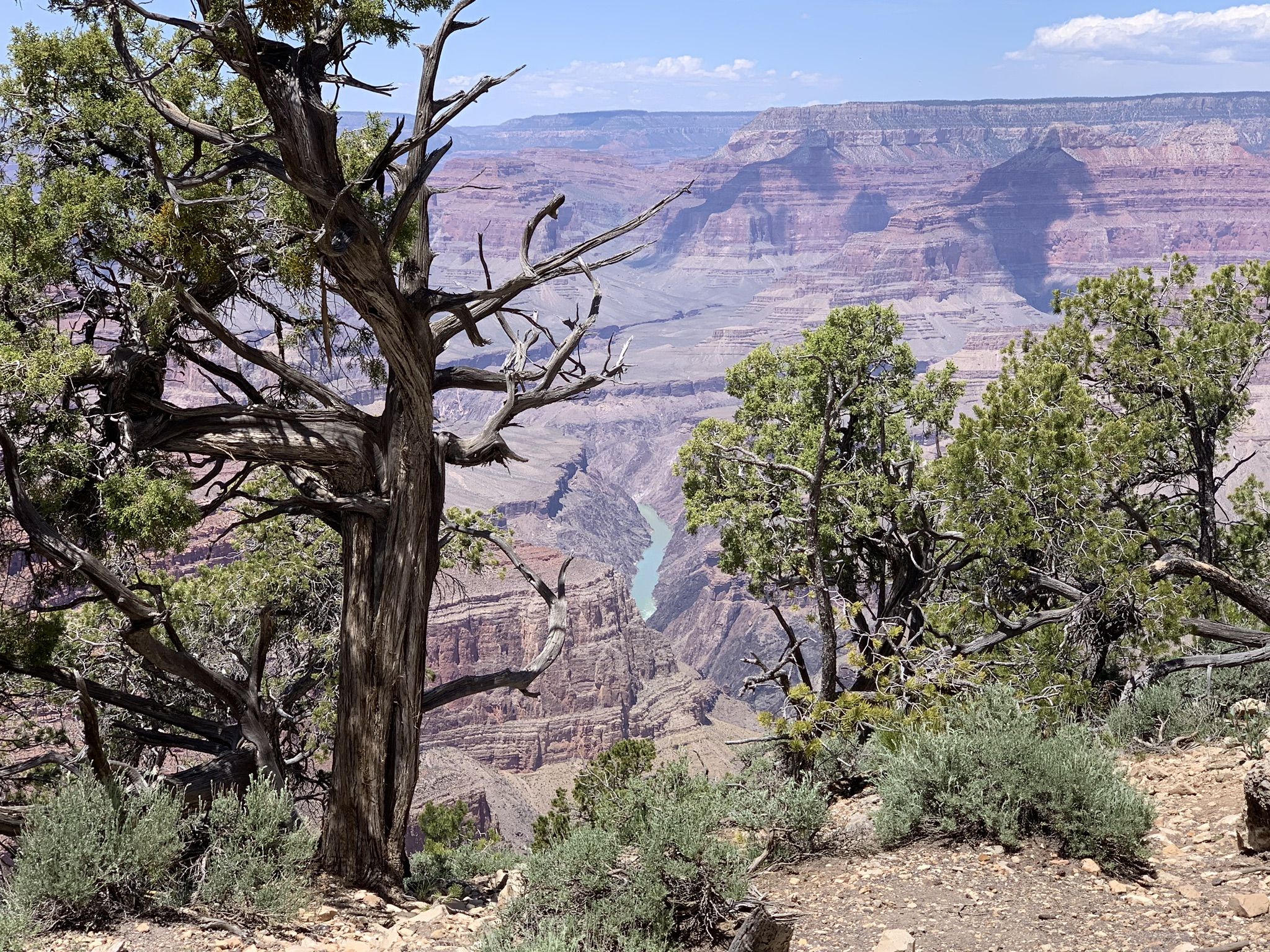 Twisted tree framing a deep canyon with a blue river, sunny day. - Pima Point – West Rim Trail loop from Hermits Rest