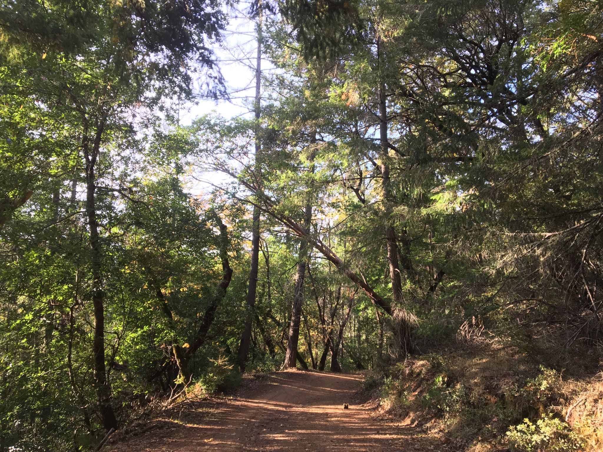A sun-dappled dirt path winds through a dense, green forest. - Grizzly Flat Trail to Table Mountain Loop